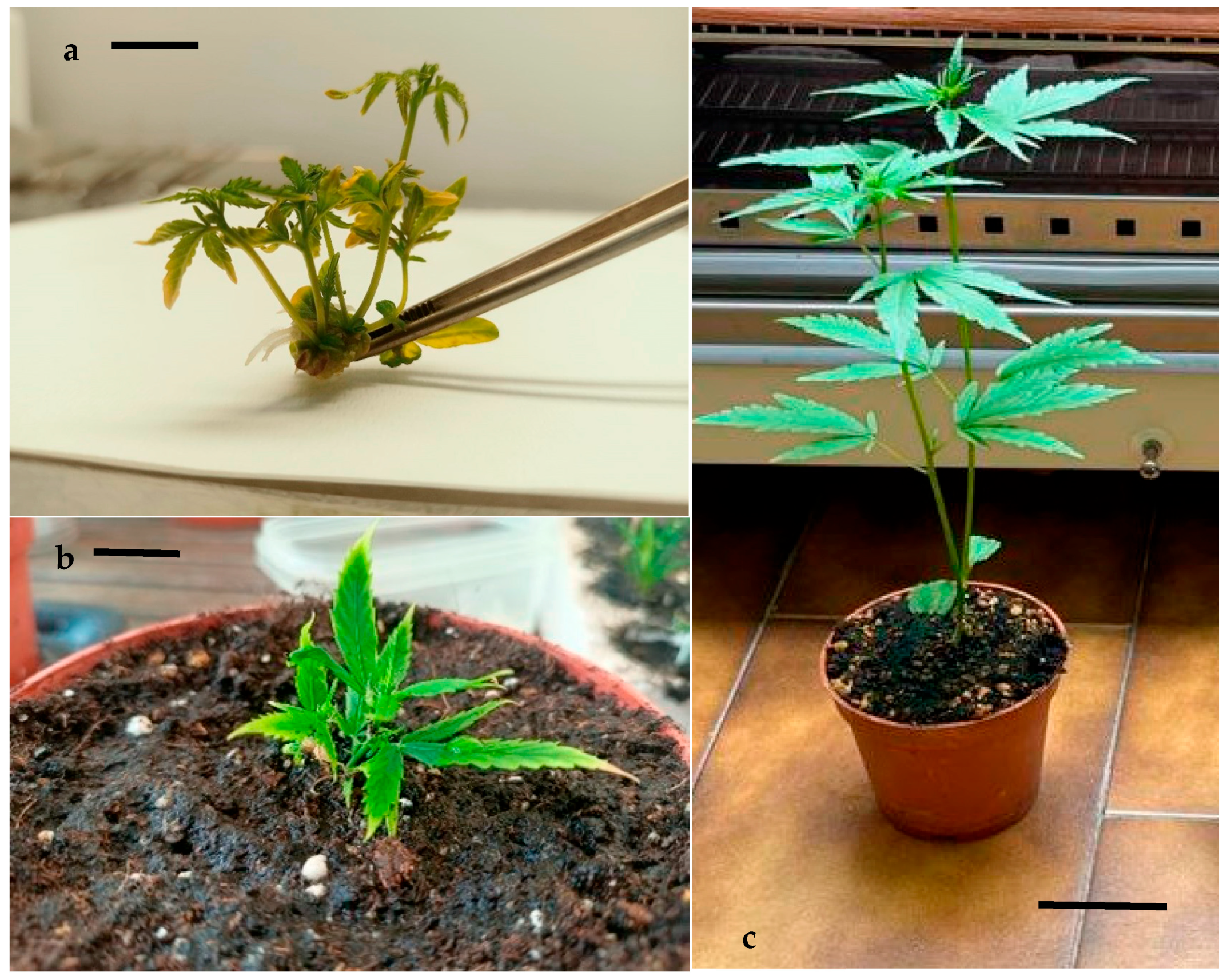 Horticulturae 09 01241 g006