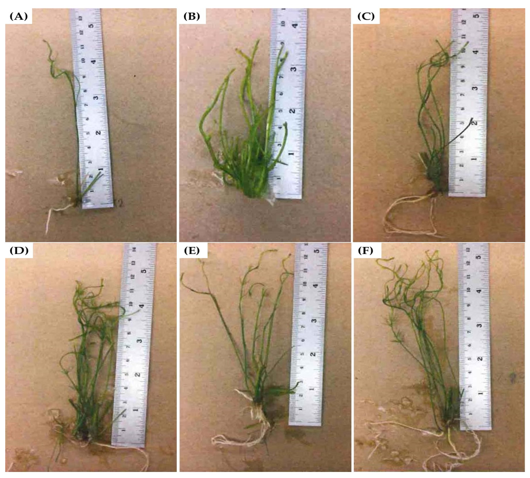 Horticulturae 09 01244 g001 Horticulturae 09 01244 g001