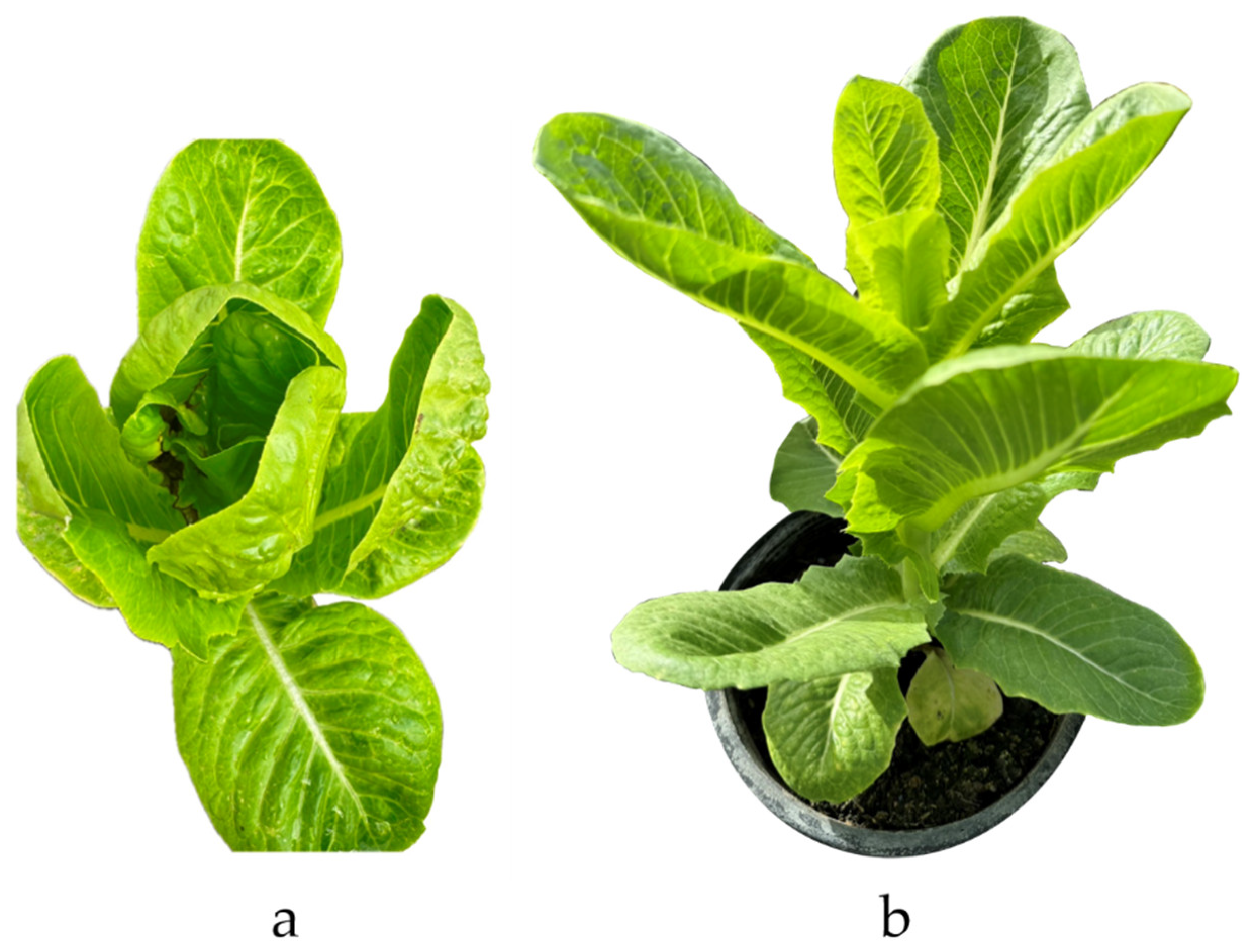 Horticulturae 09 01255 g005