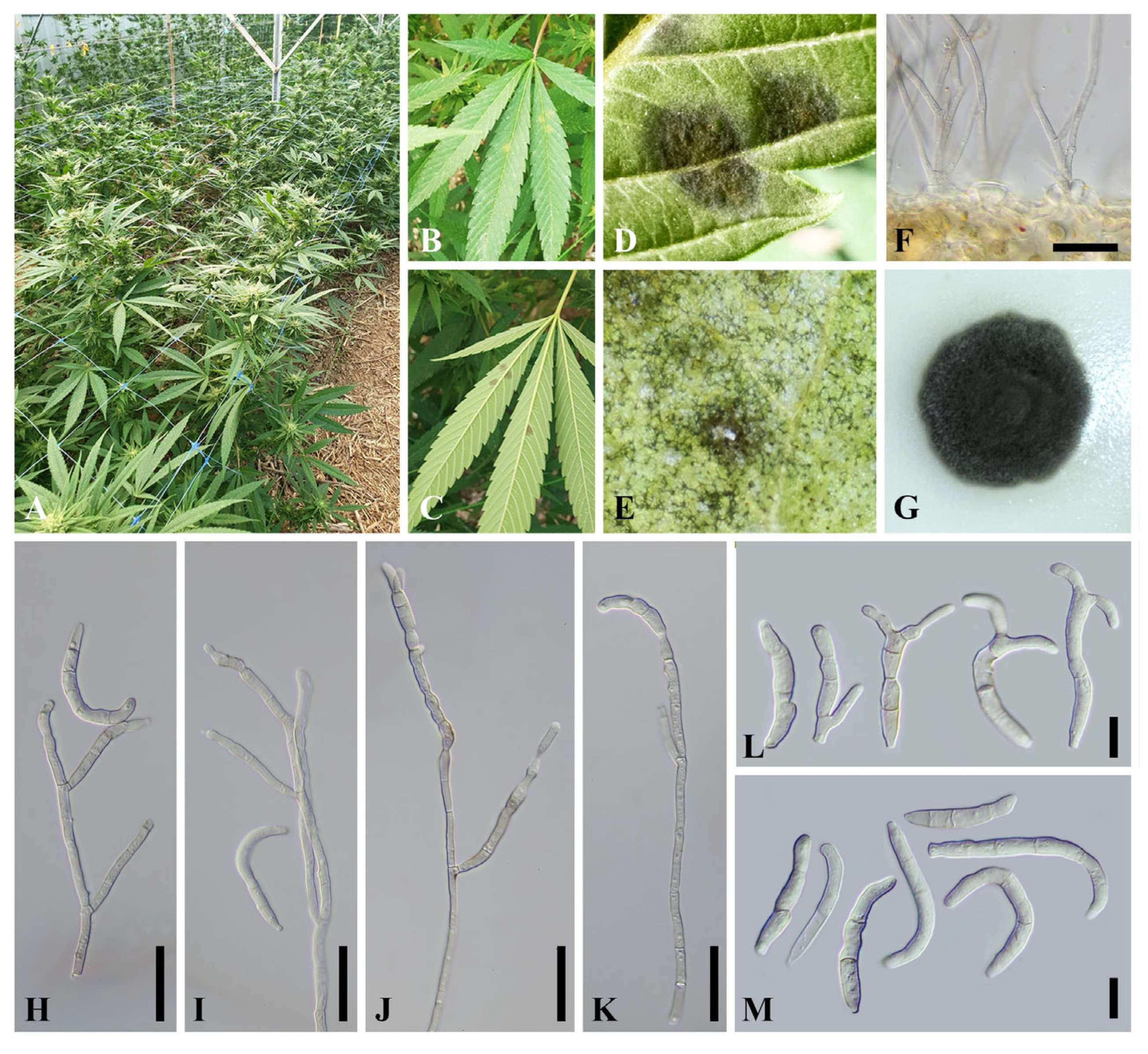 Horticulturae 09 01261 g001