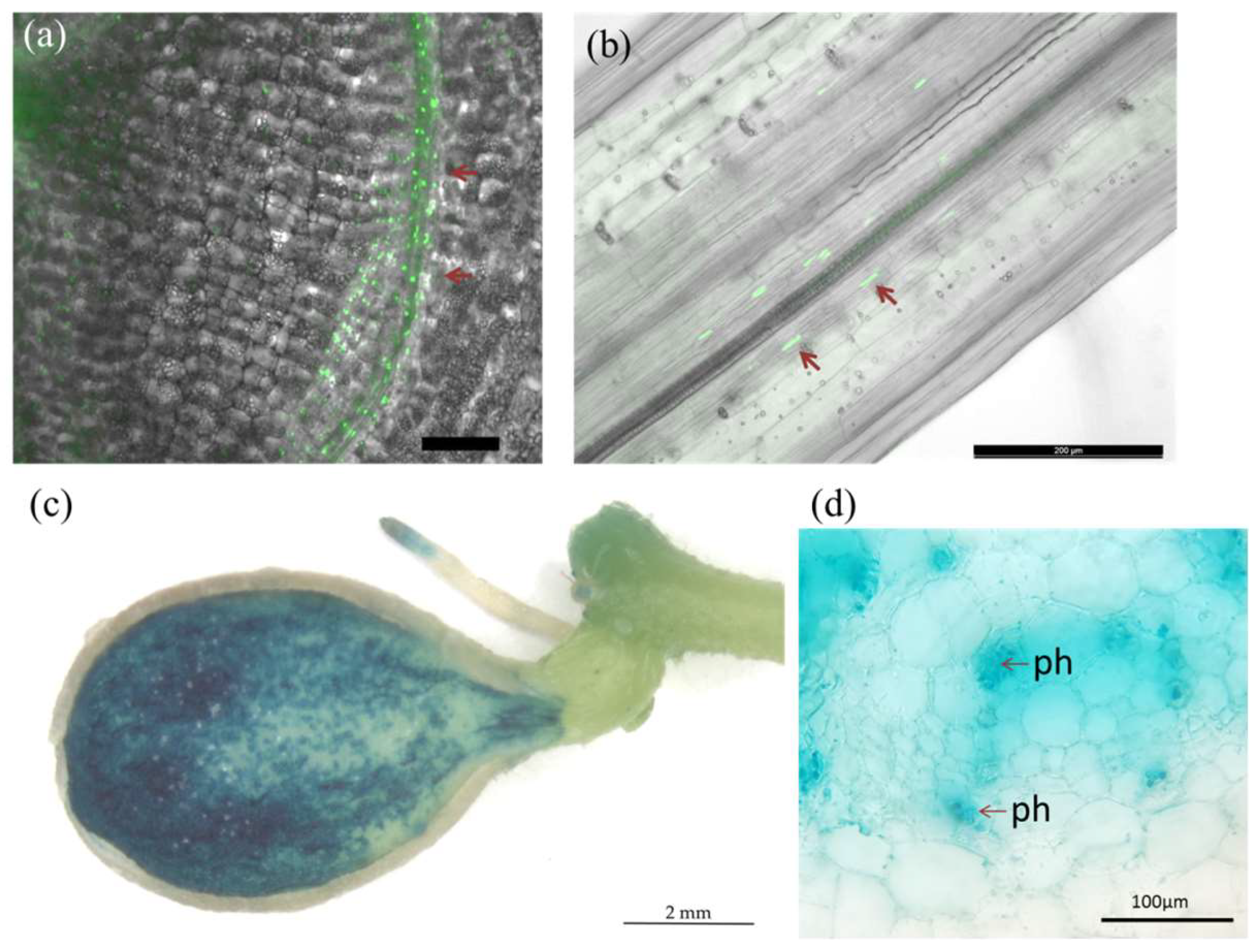 Horticulturae 09 01265 g004