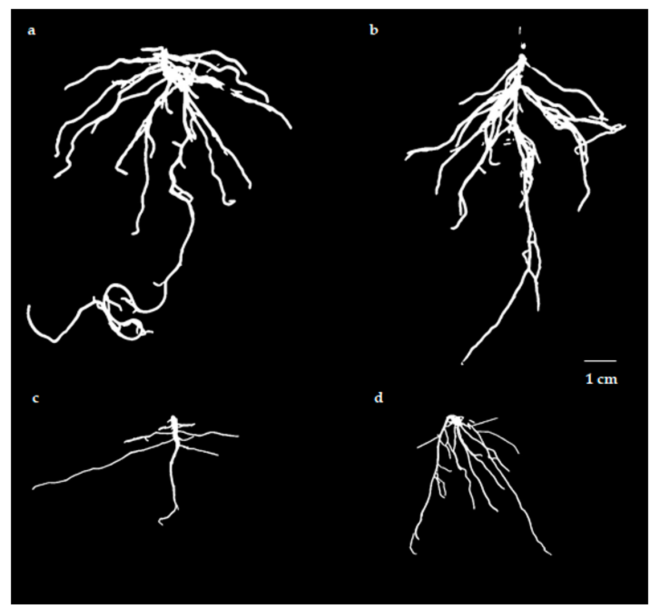 Horticulturae 09 01267 g004