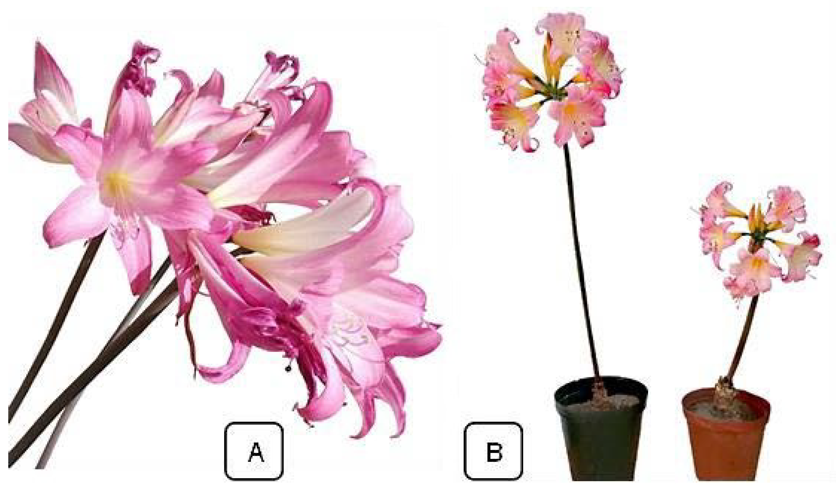 Horticulturae 09 01271 g001