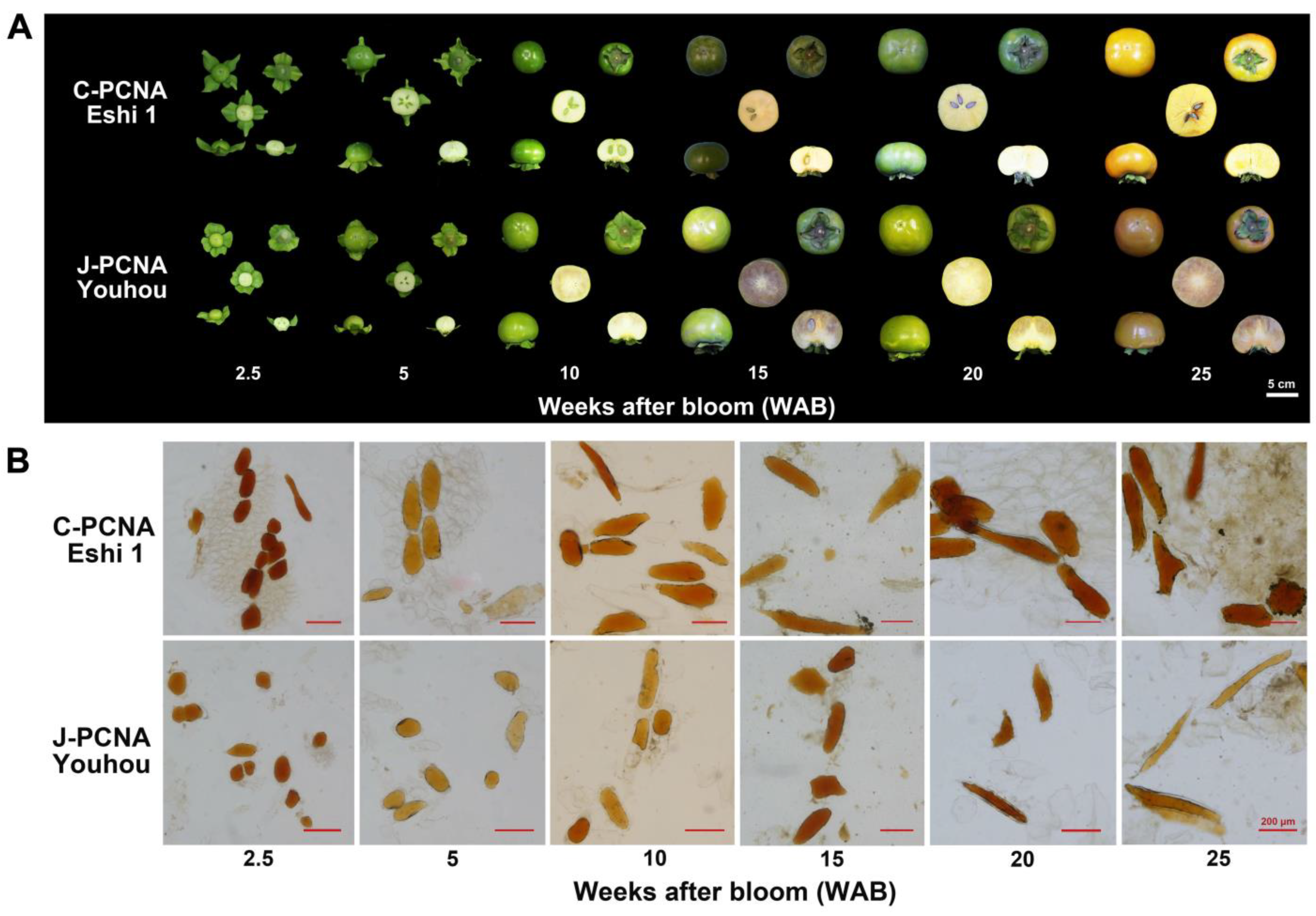 Horticulturae 09 01273 g002