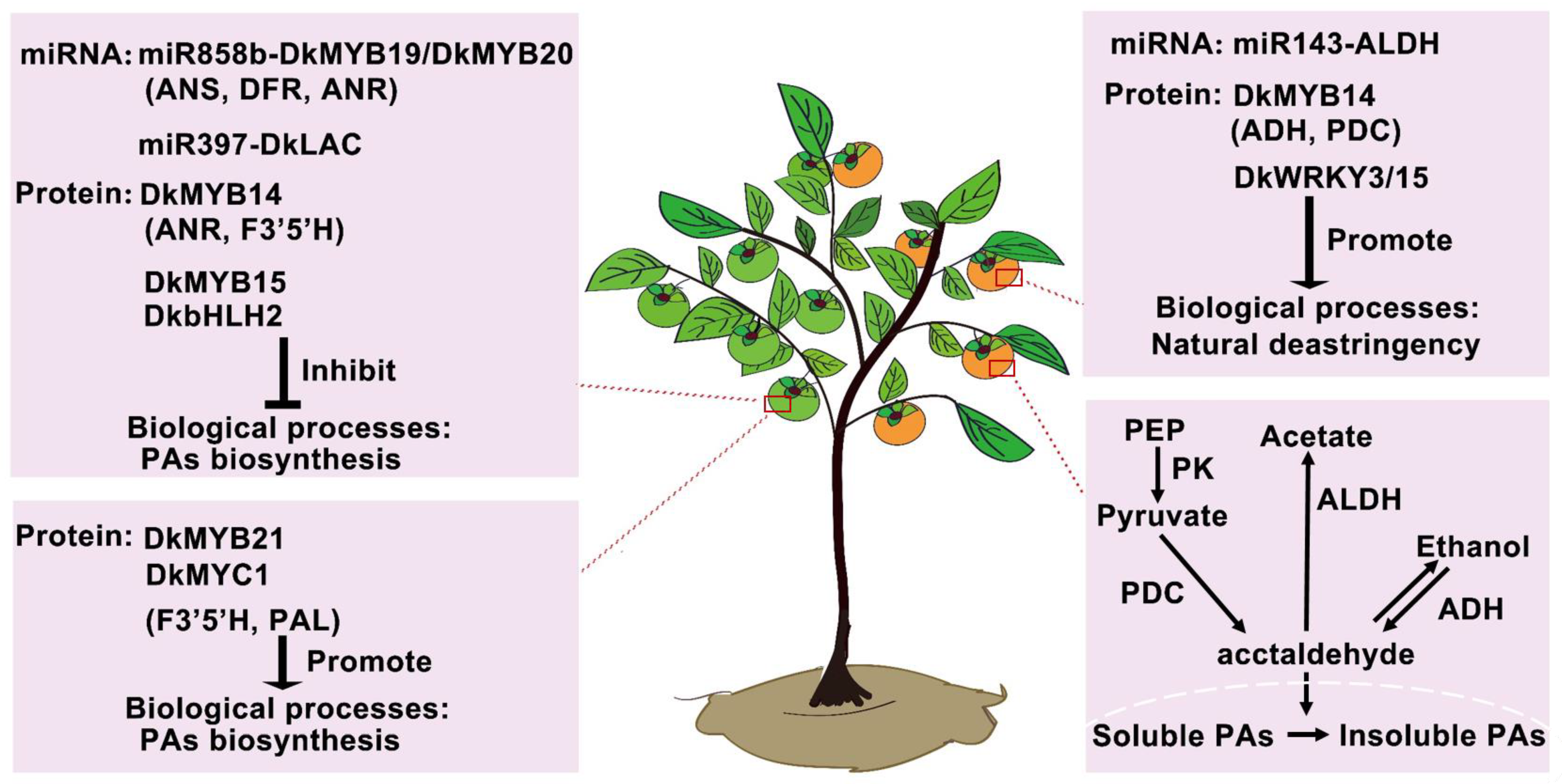 Horticulturae 09 01273 g004