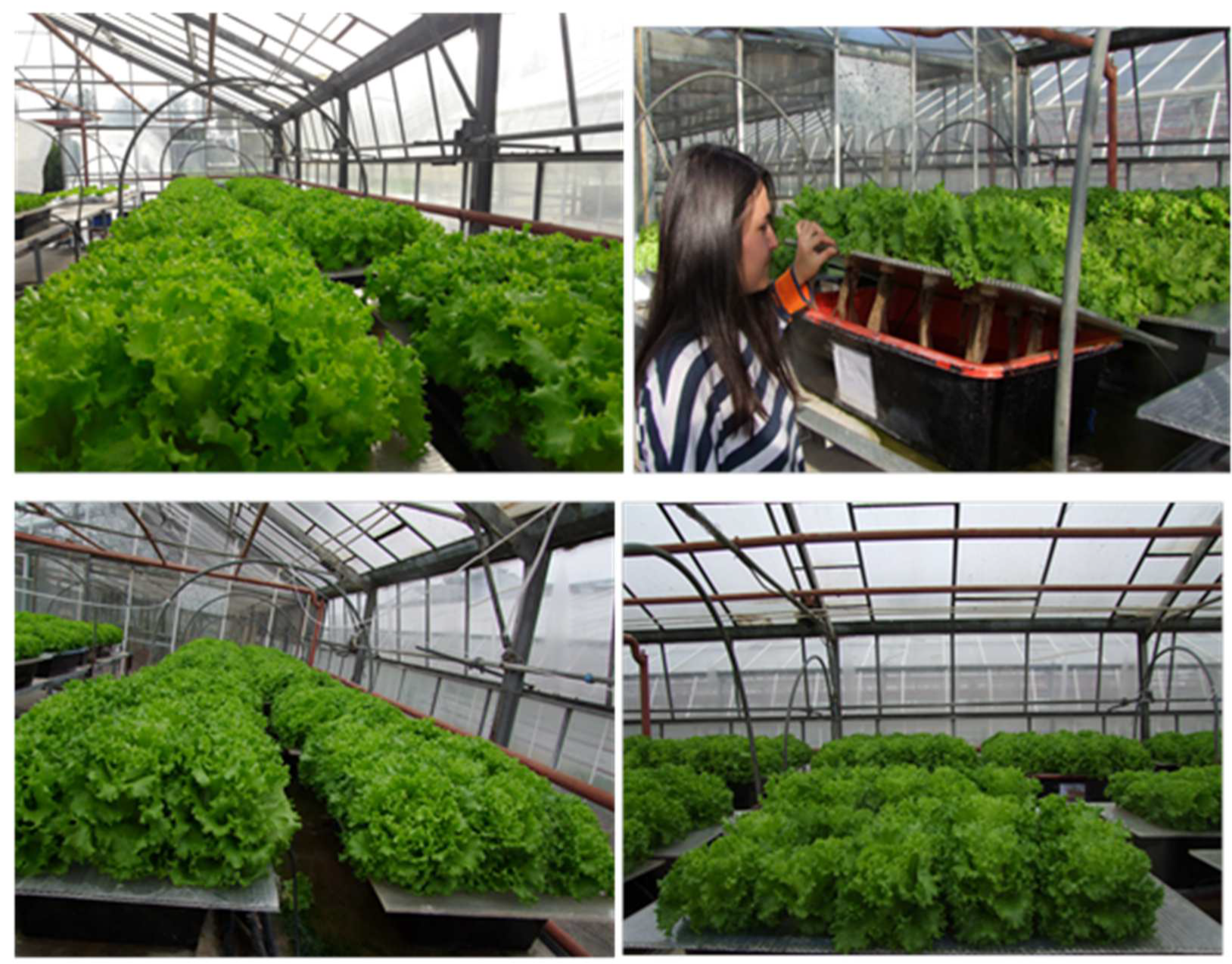 Horticulturae 09 01274 g001