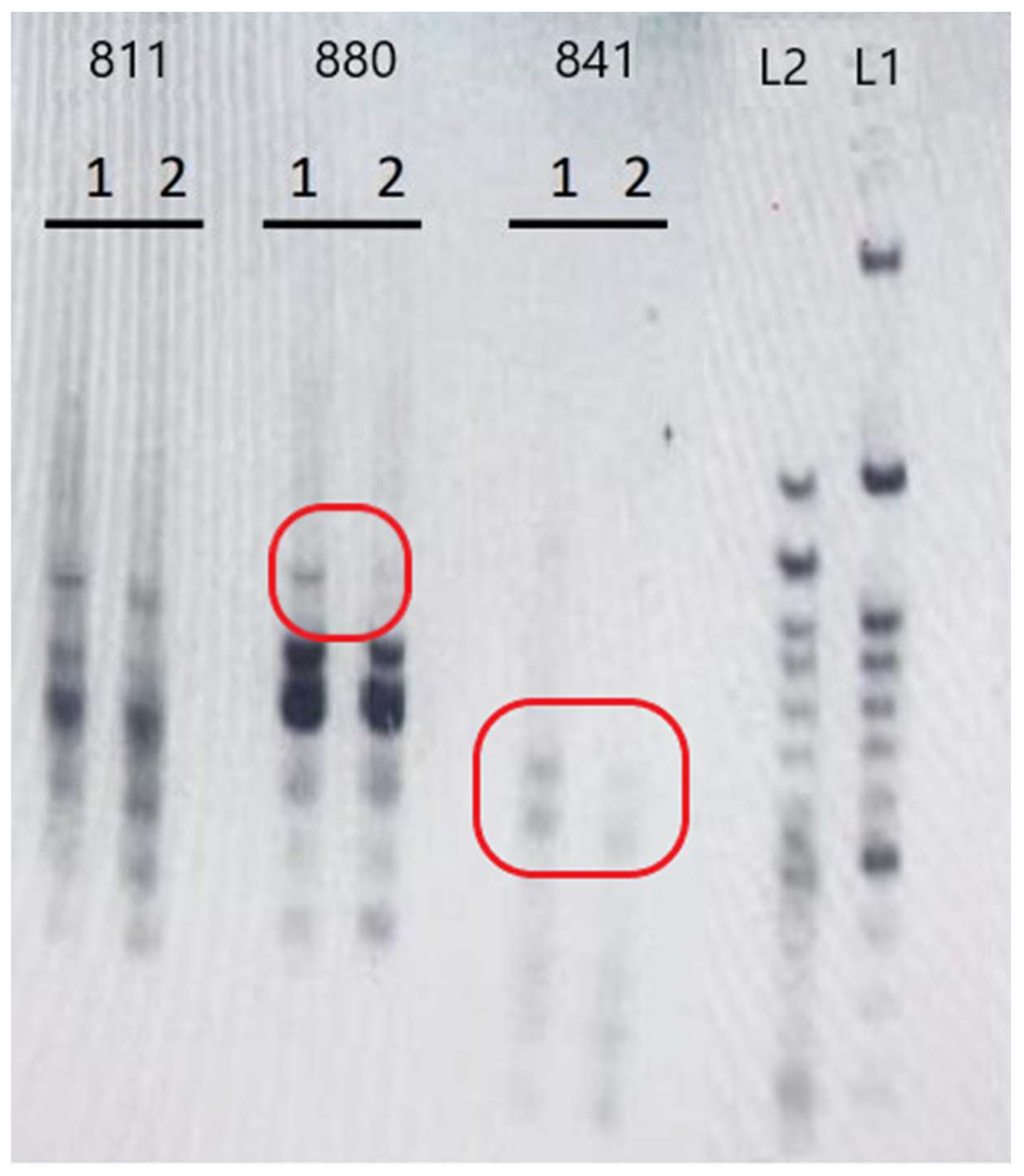 Horticulturae 09 01276 g004
