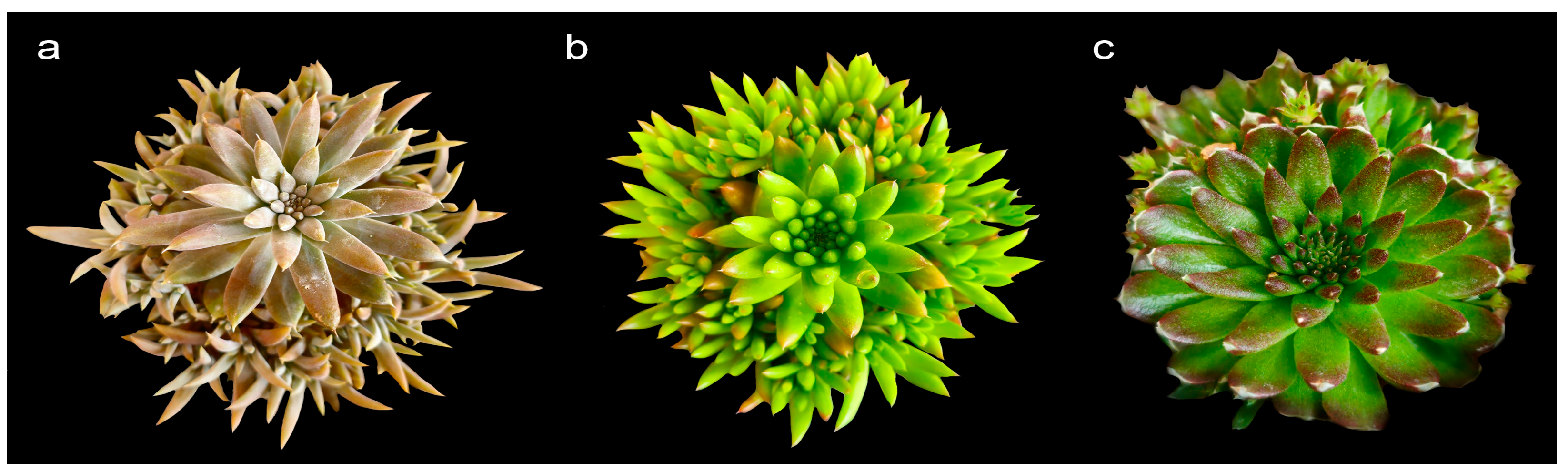 Horticulturae 09 01280 g001 Horticulturae 09 01280 g001