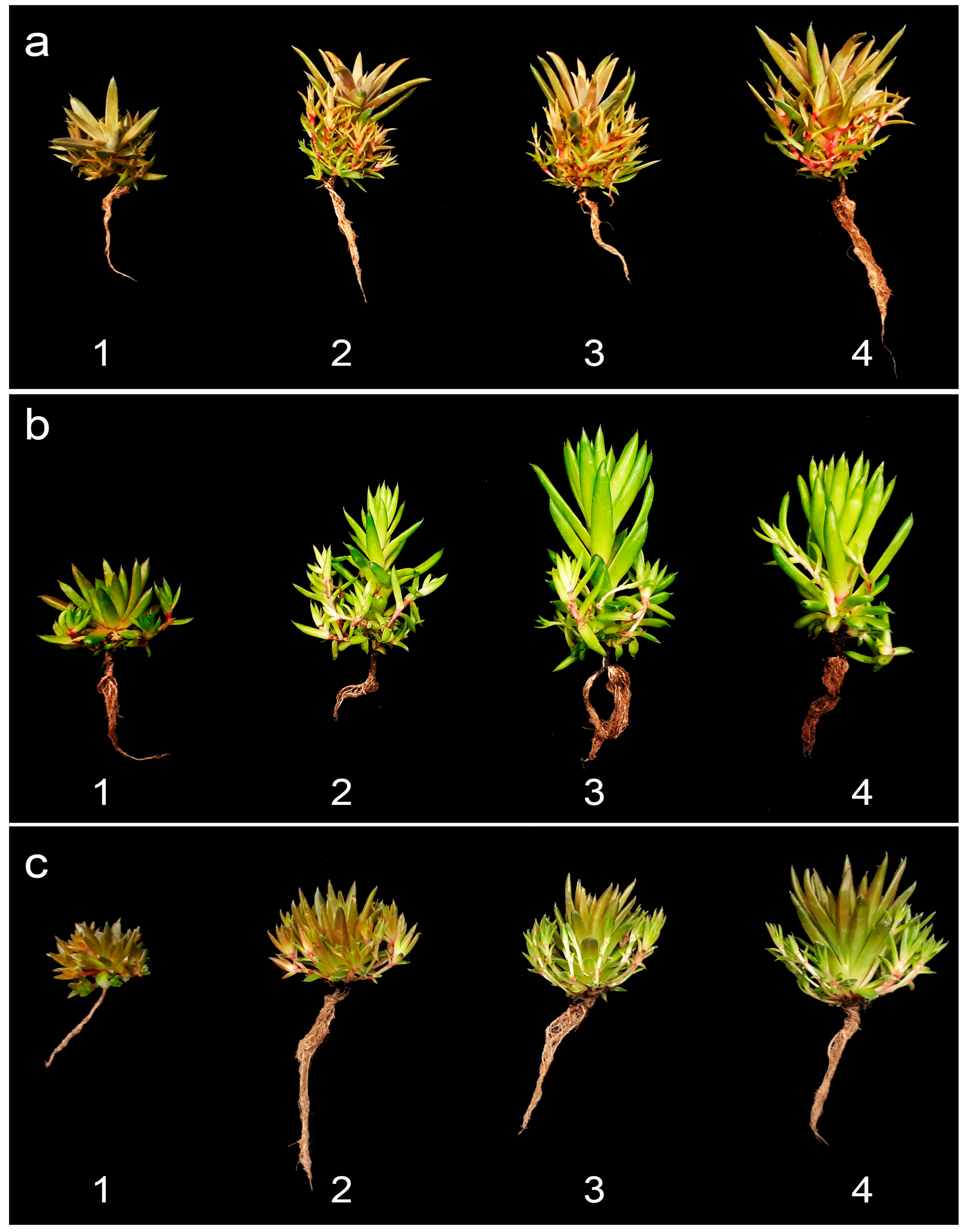 Horticulturae 09 01280 g005 Horticulturae 09 01280 g005