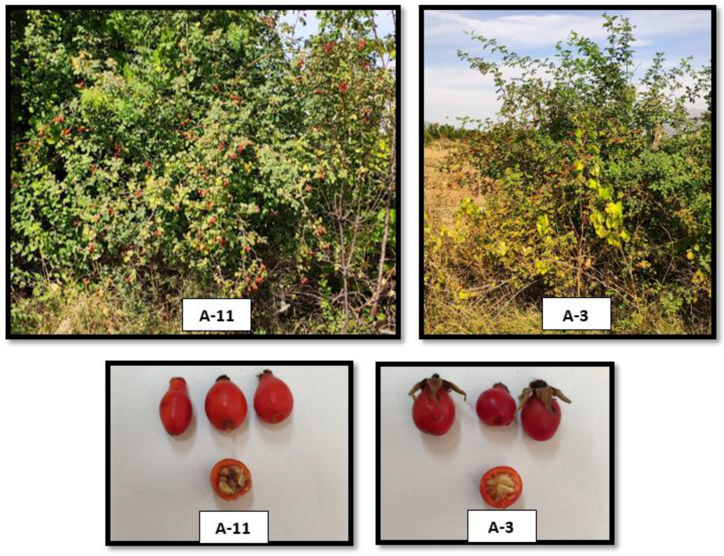 Horticulturae 09 01292 g002