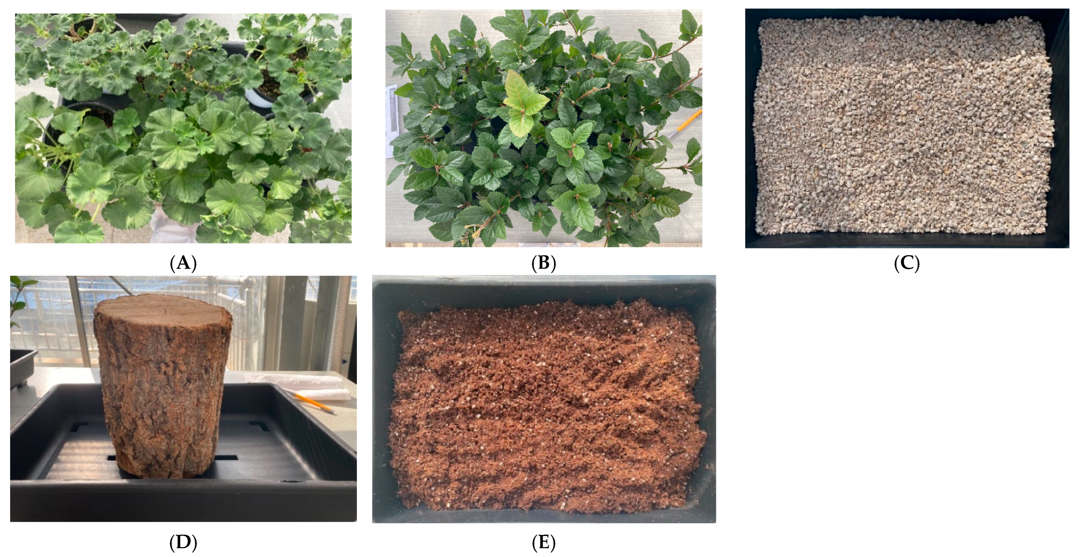 Horticulturae 09 01293 g003