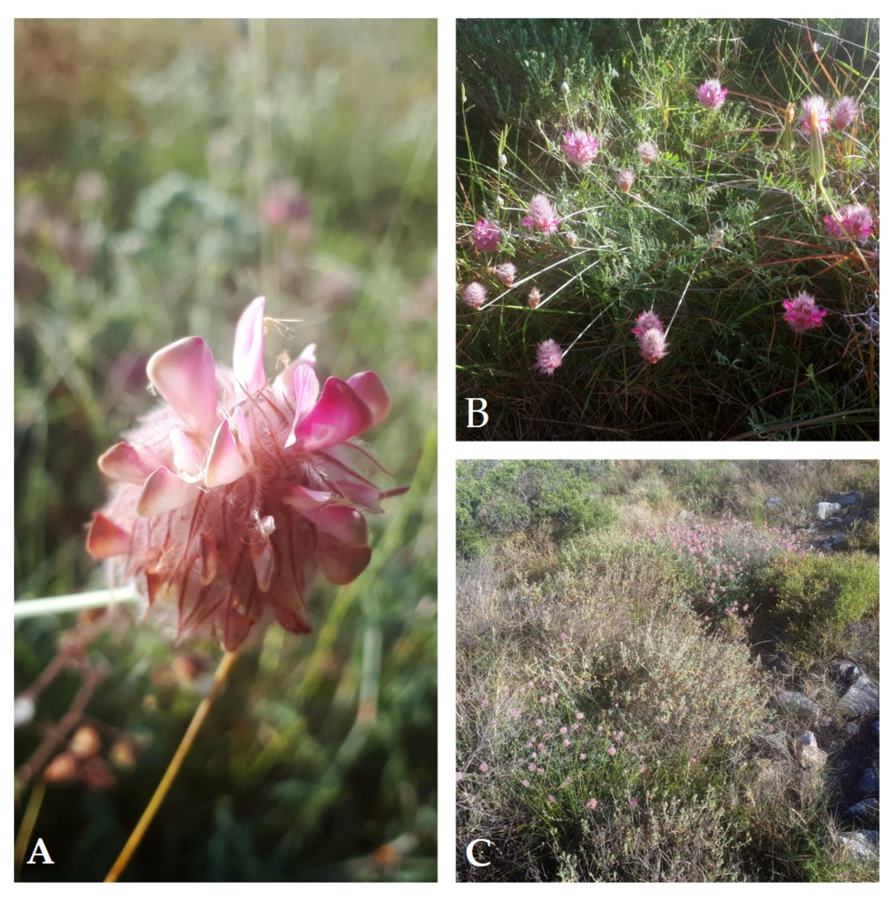 Horticulturae 09 01300 g001