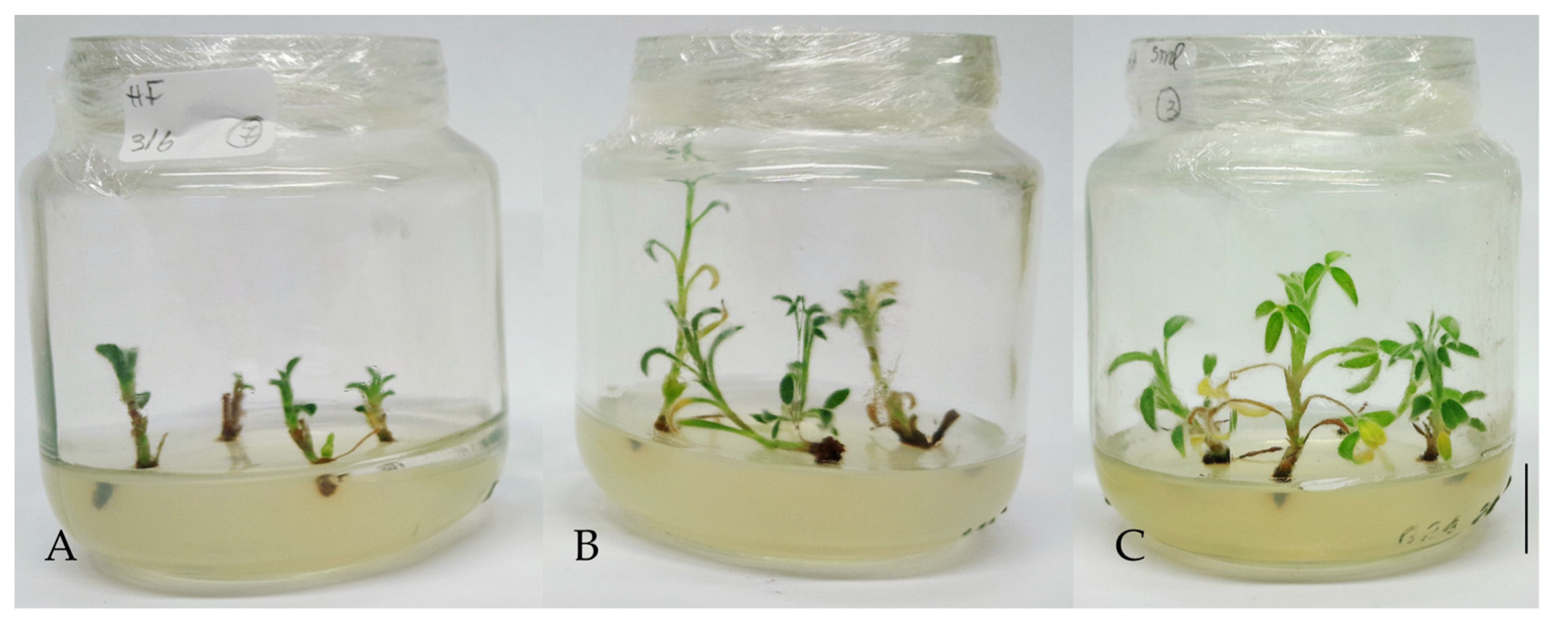 Horticulturae 09 01300 g004