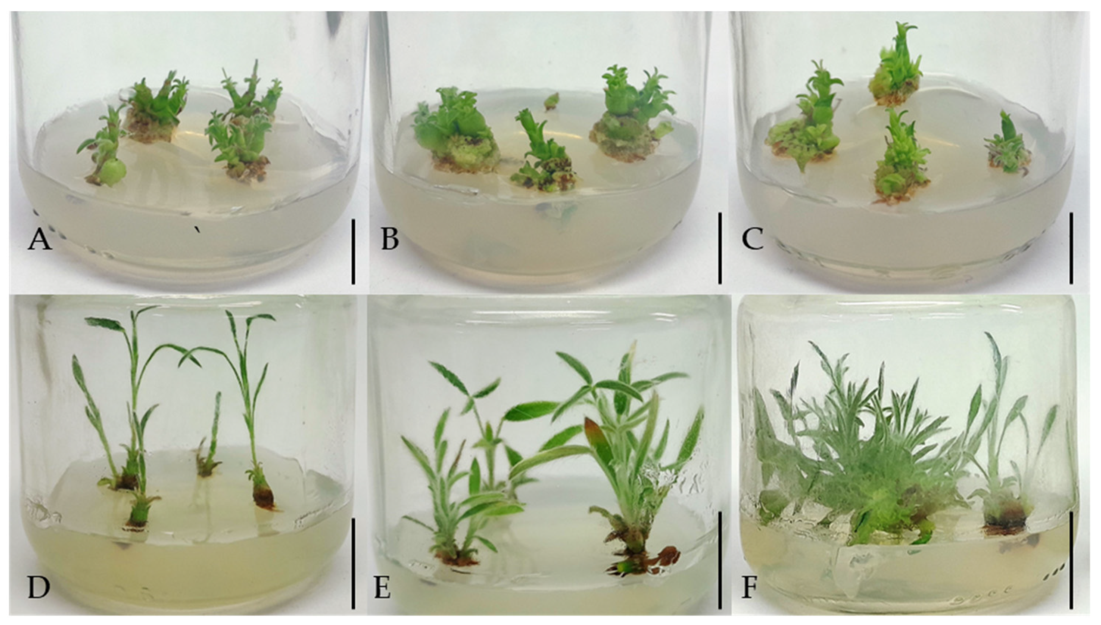 Horticulturae 09 01300 g005