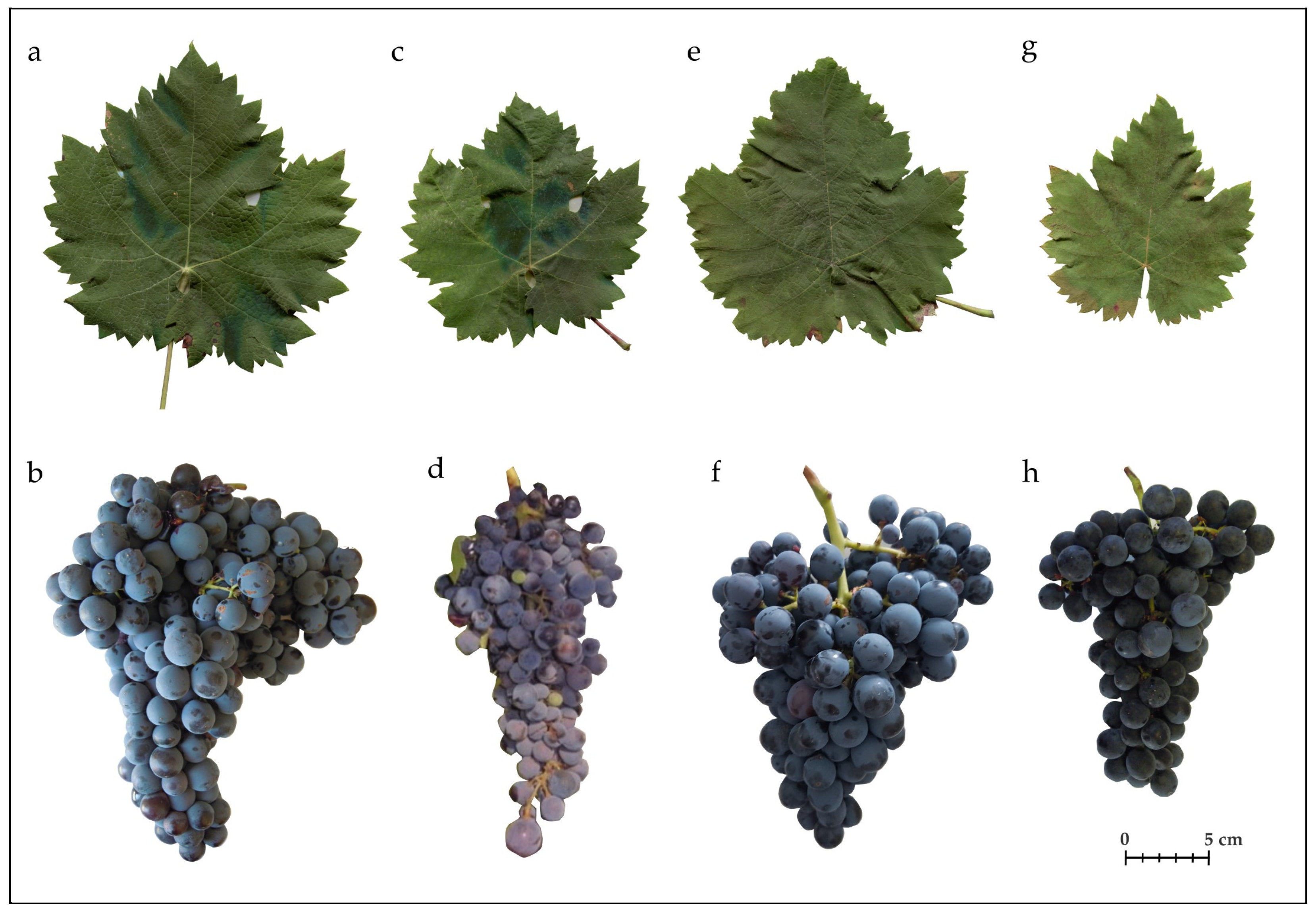 Horticulturae 09 01307 g006