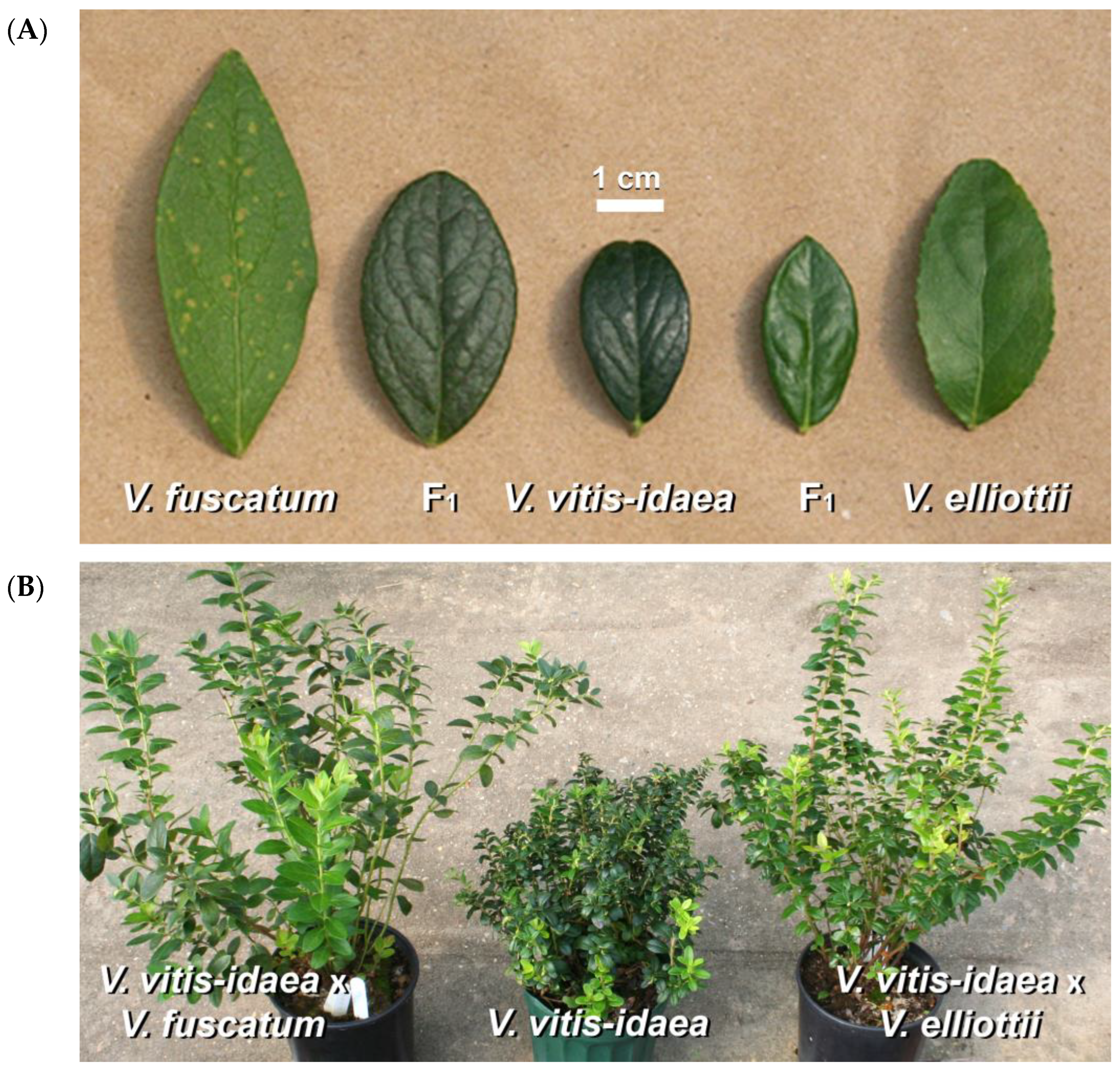 Horticulturae 09 01308 g001