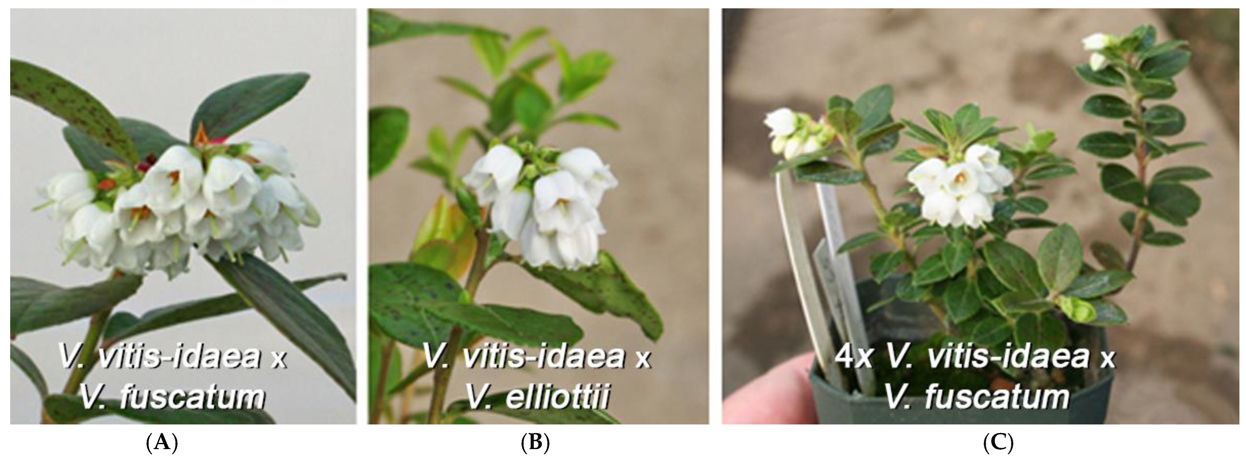 Horticulturae 09 01308 g002