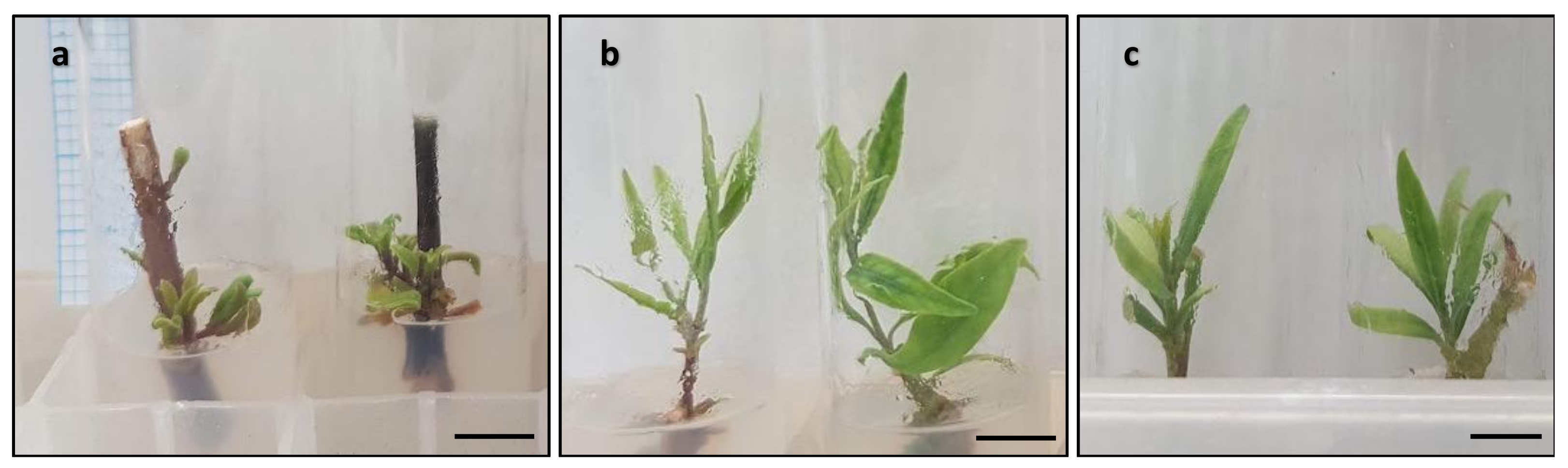 Horticulturae 09 01313 g001 Horticulturae 09 01313 g001