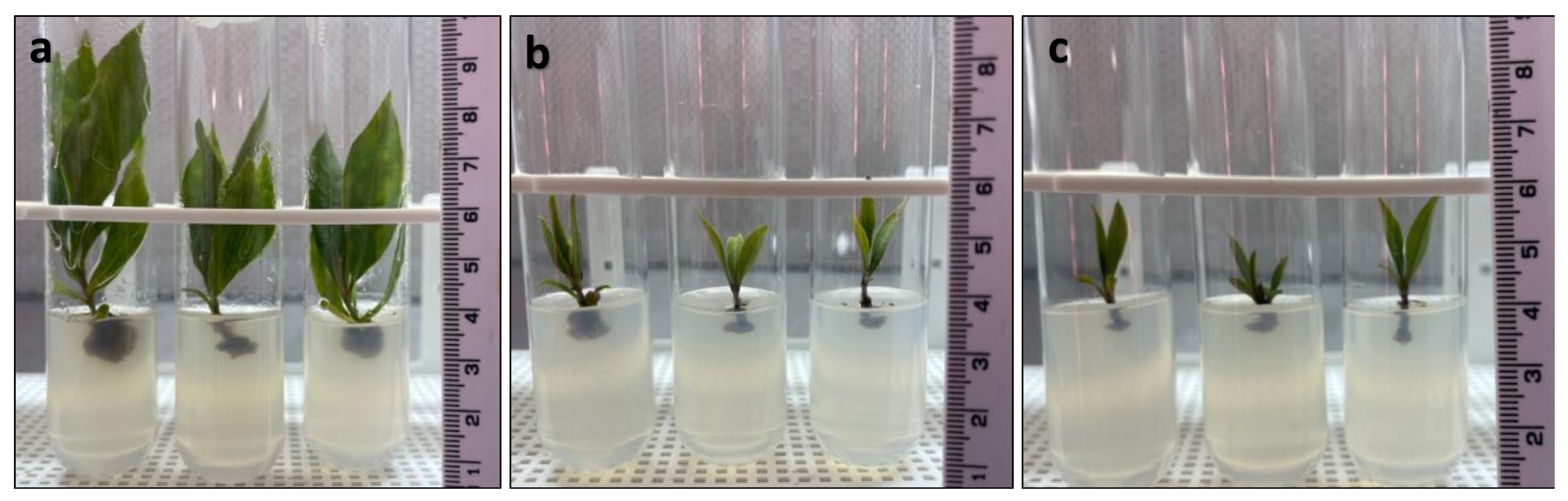 Horticulturae 09 01313 g003 Horticulturae 09 01313 g003