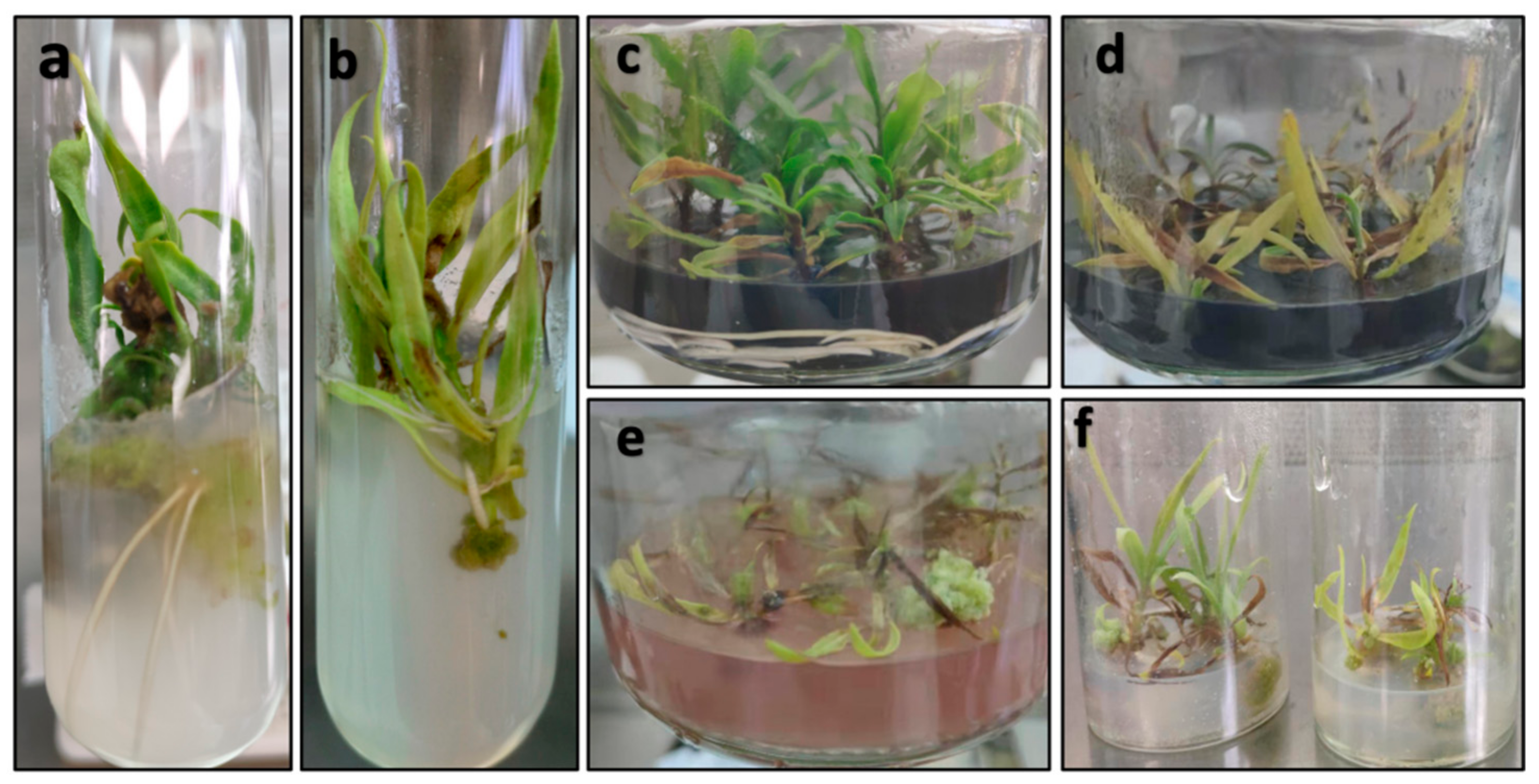 Horticulturae 09 01313 g006 Horticulturae 09 01313 g006