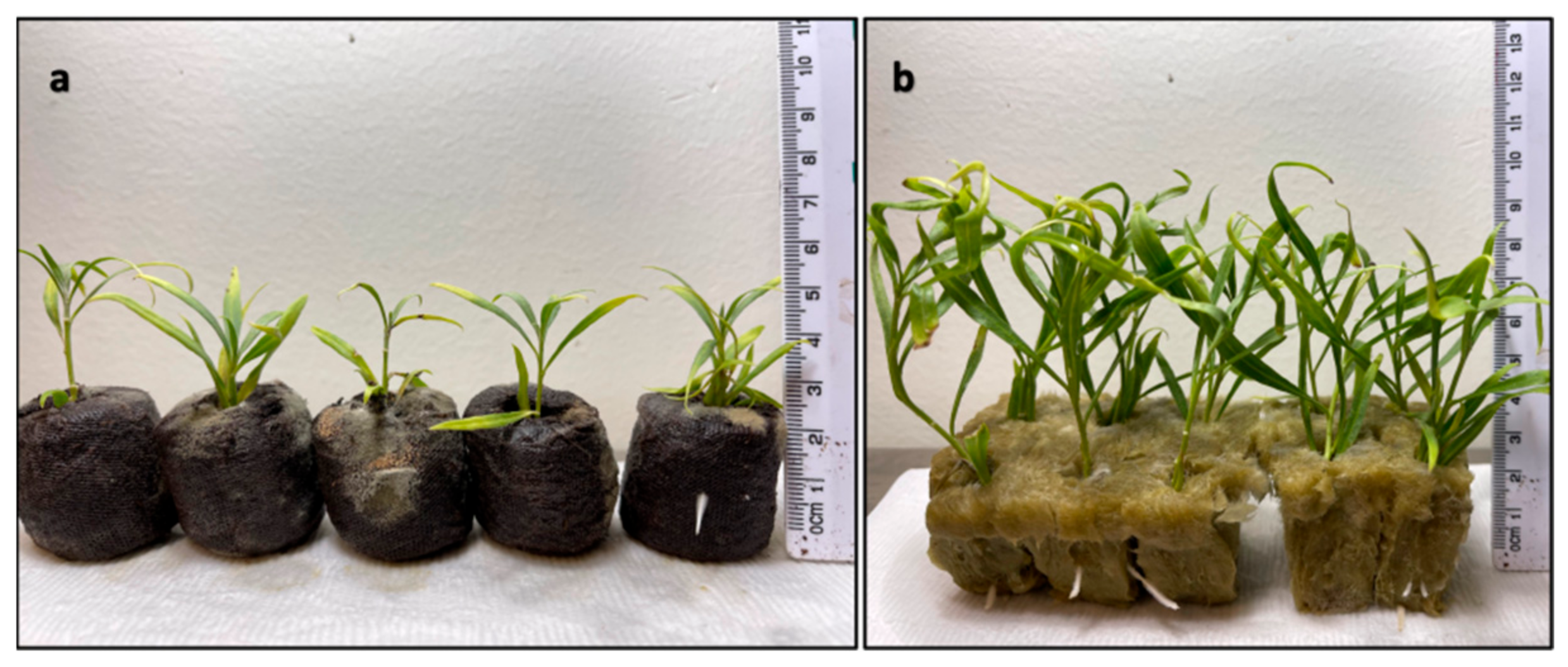 Horticulturae 09 01313 g008 Horticulturae 09 01313 g008