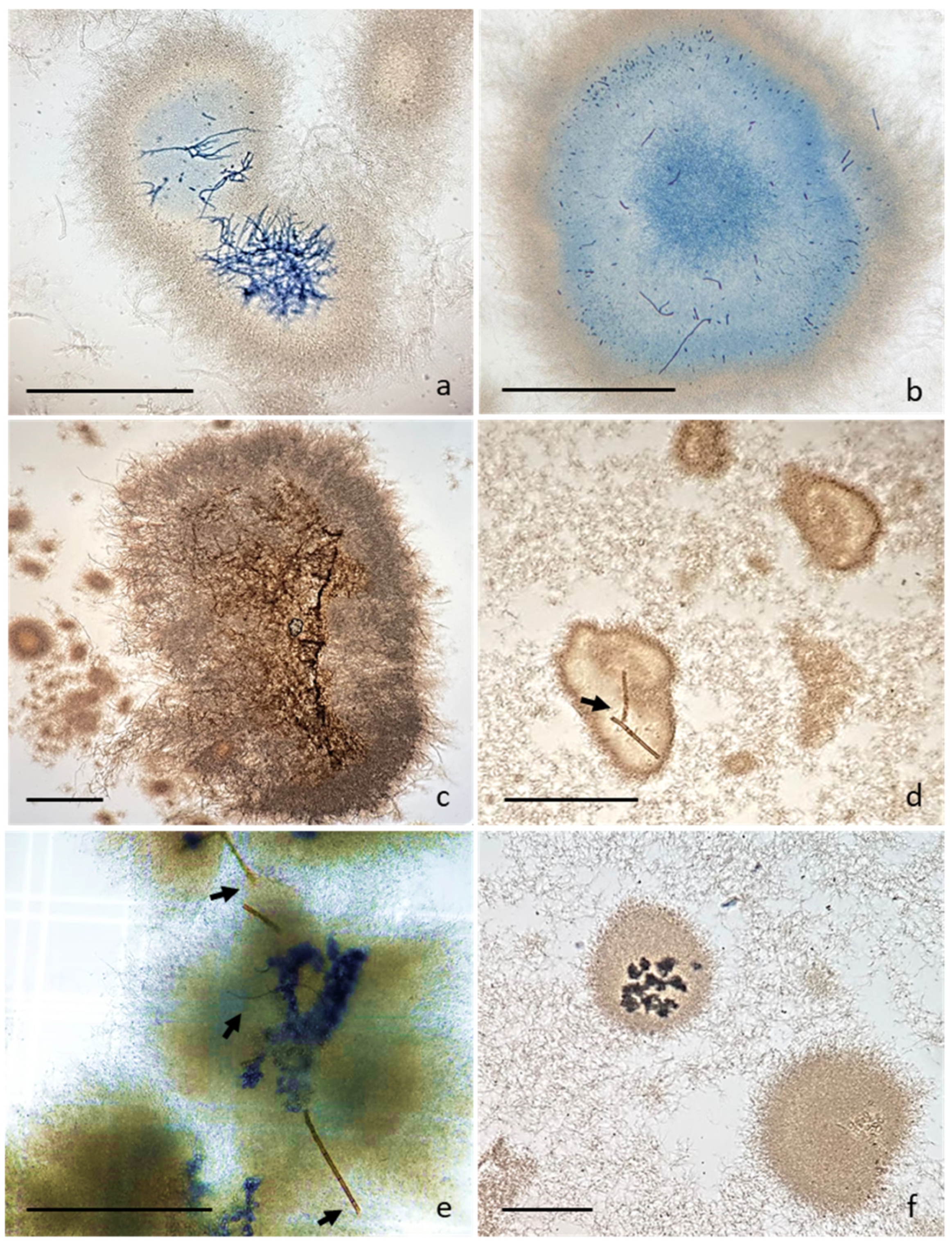 Horticulturae 09 01319 g001