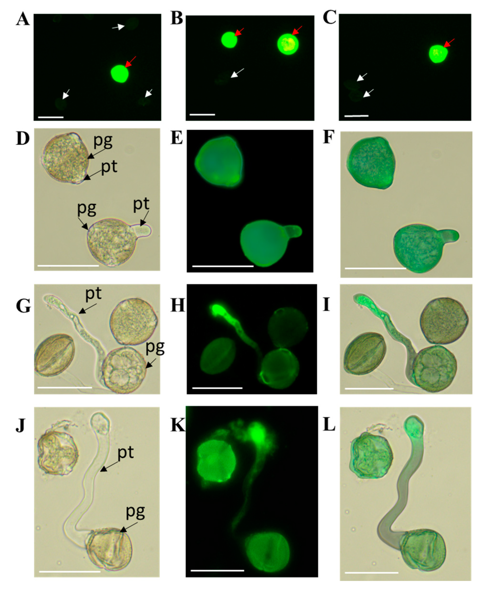 Horticulturae 09 01326 g002