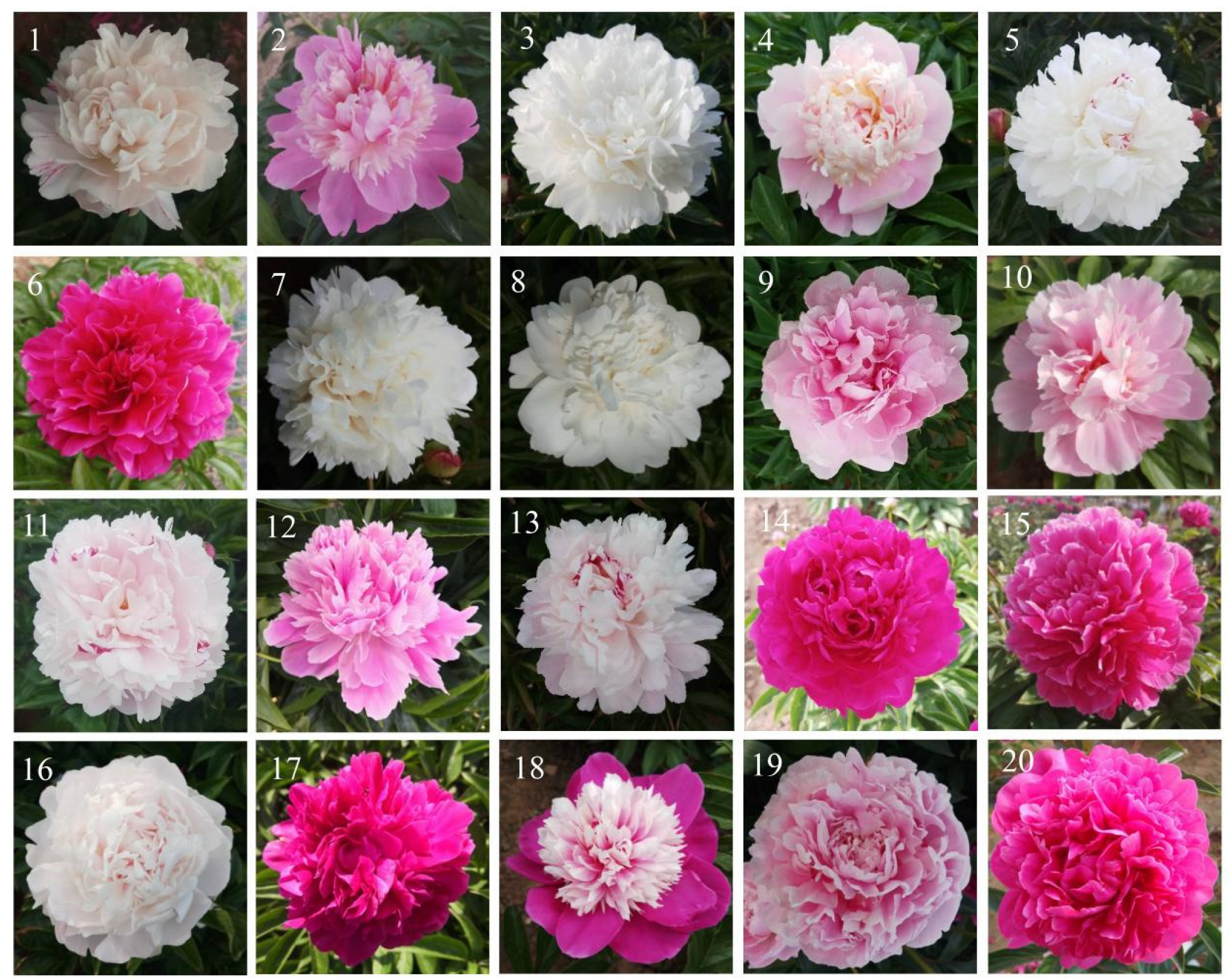 Horticulturae 09 01331 g001