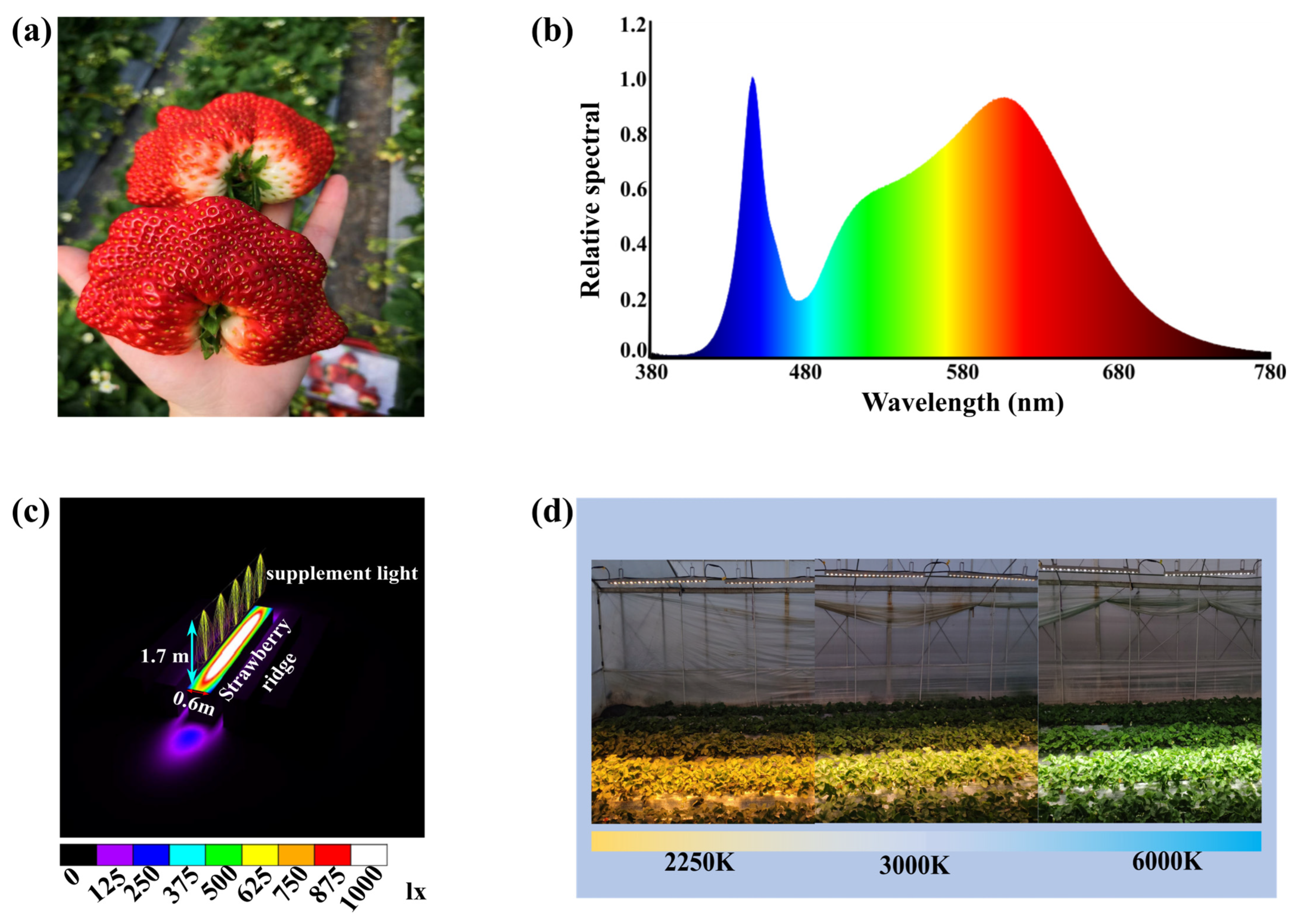 Horticulturae 09 01333 g001