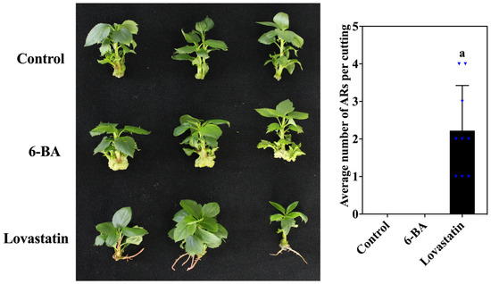Balancing Hormones and Gene Expressions for Rooting Success Balancing Hormones and Gene Expressions for Rooting Success