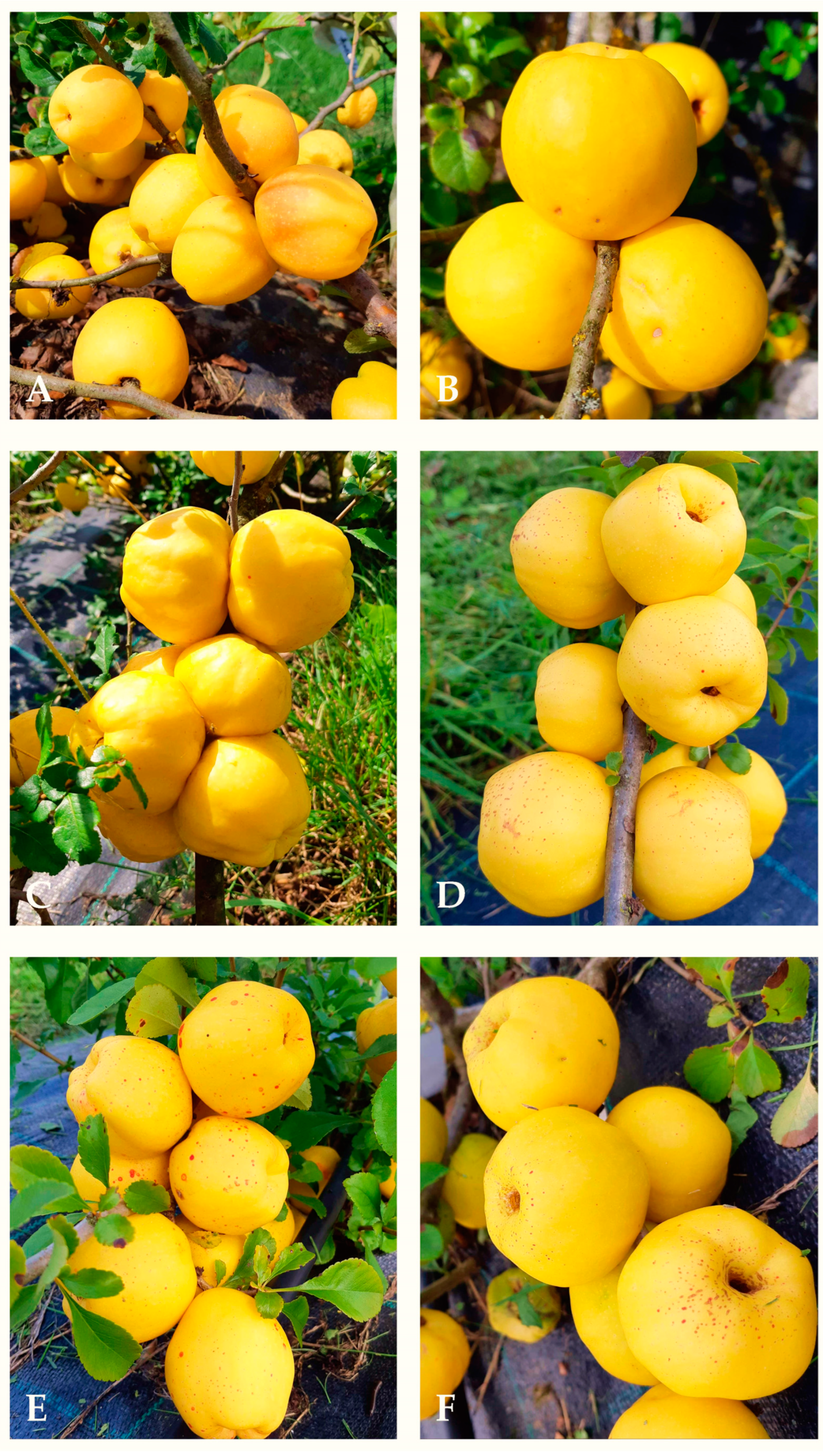 Horticulturae 09 01347 g001