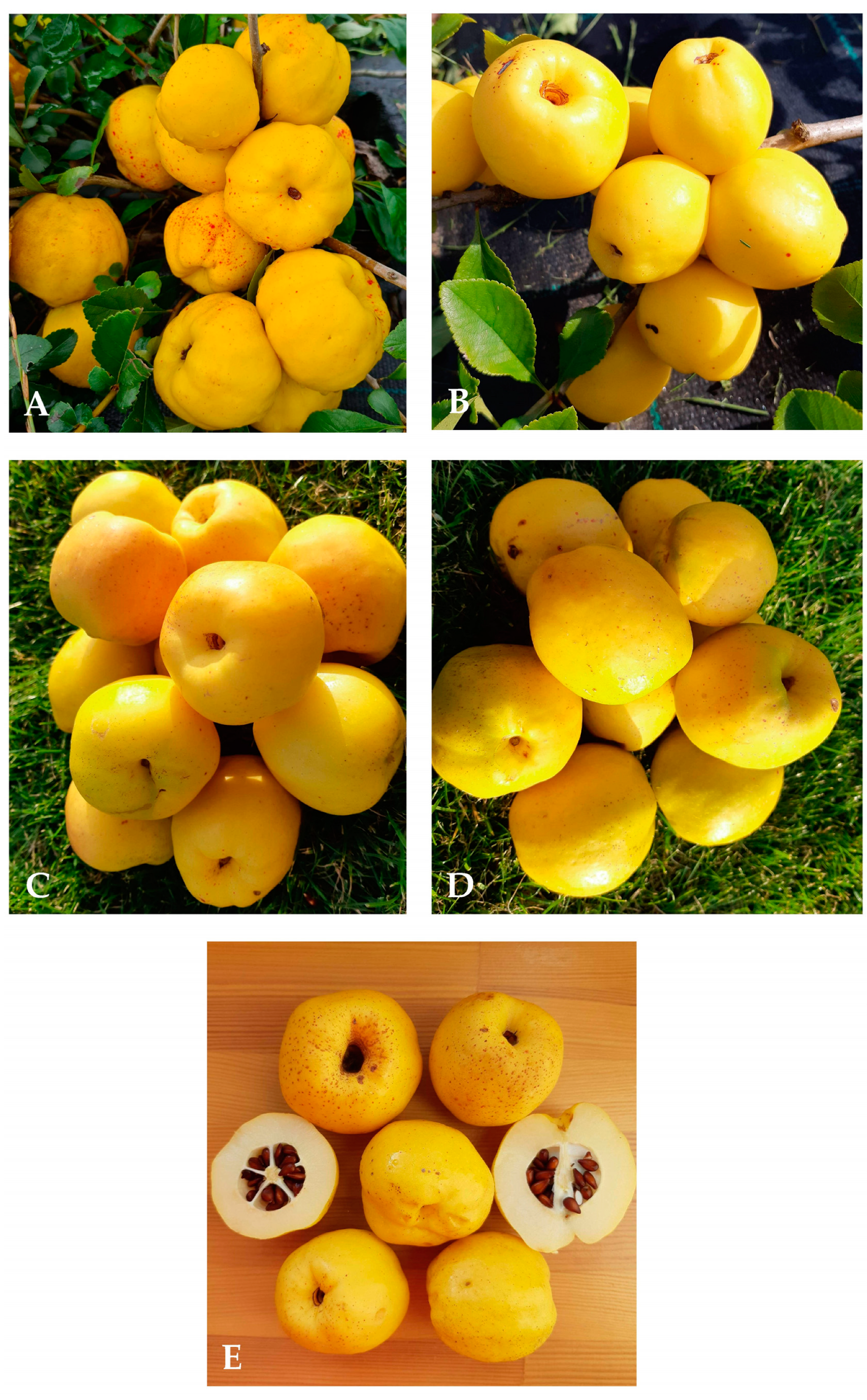 Horticulturae 09 01347 g002