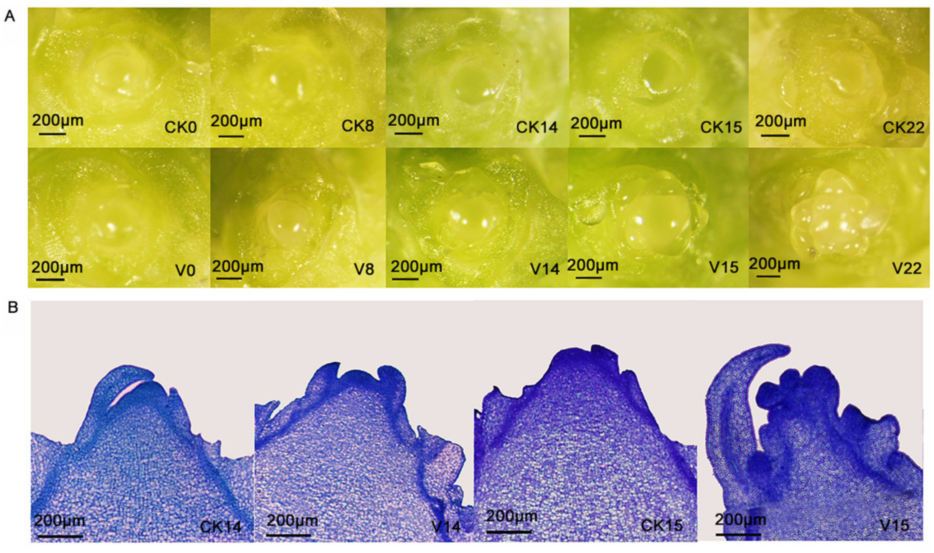 Horticulturae 09 01353 g001 Horticulturae 09 01353 g001
