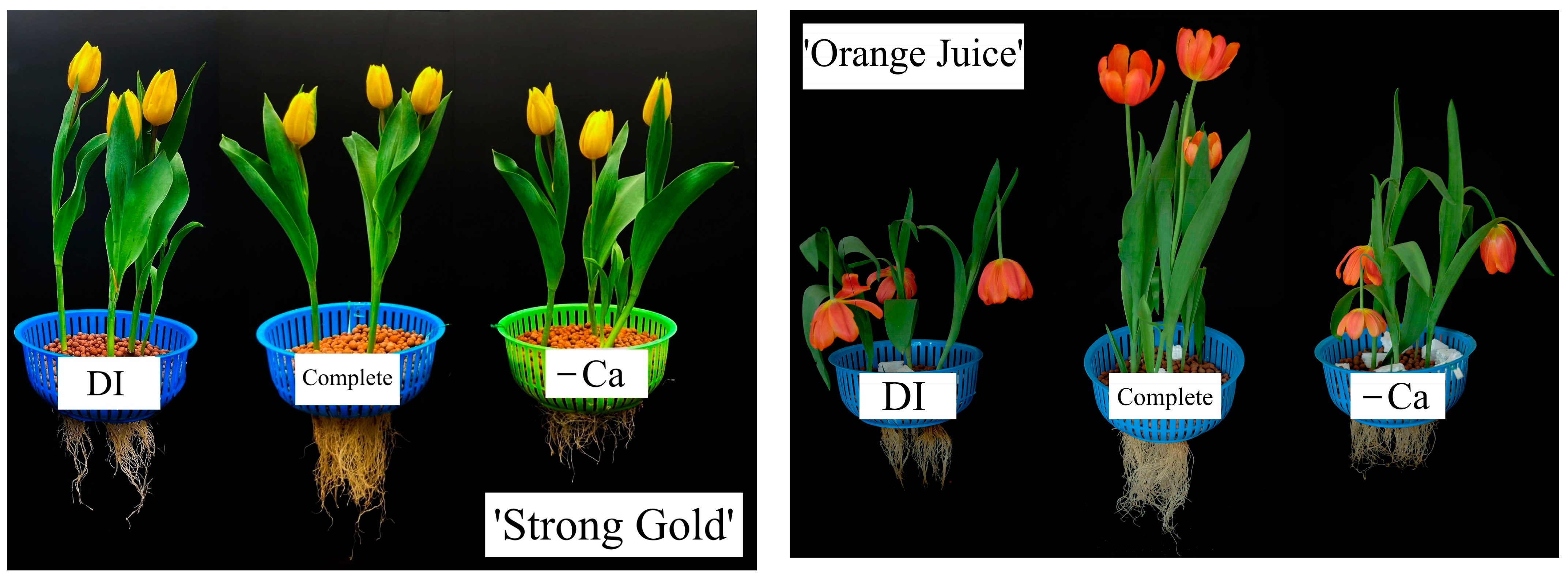 Horticulturae 10 00013 g002