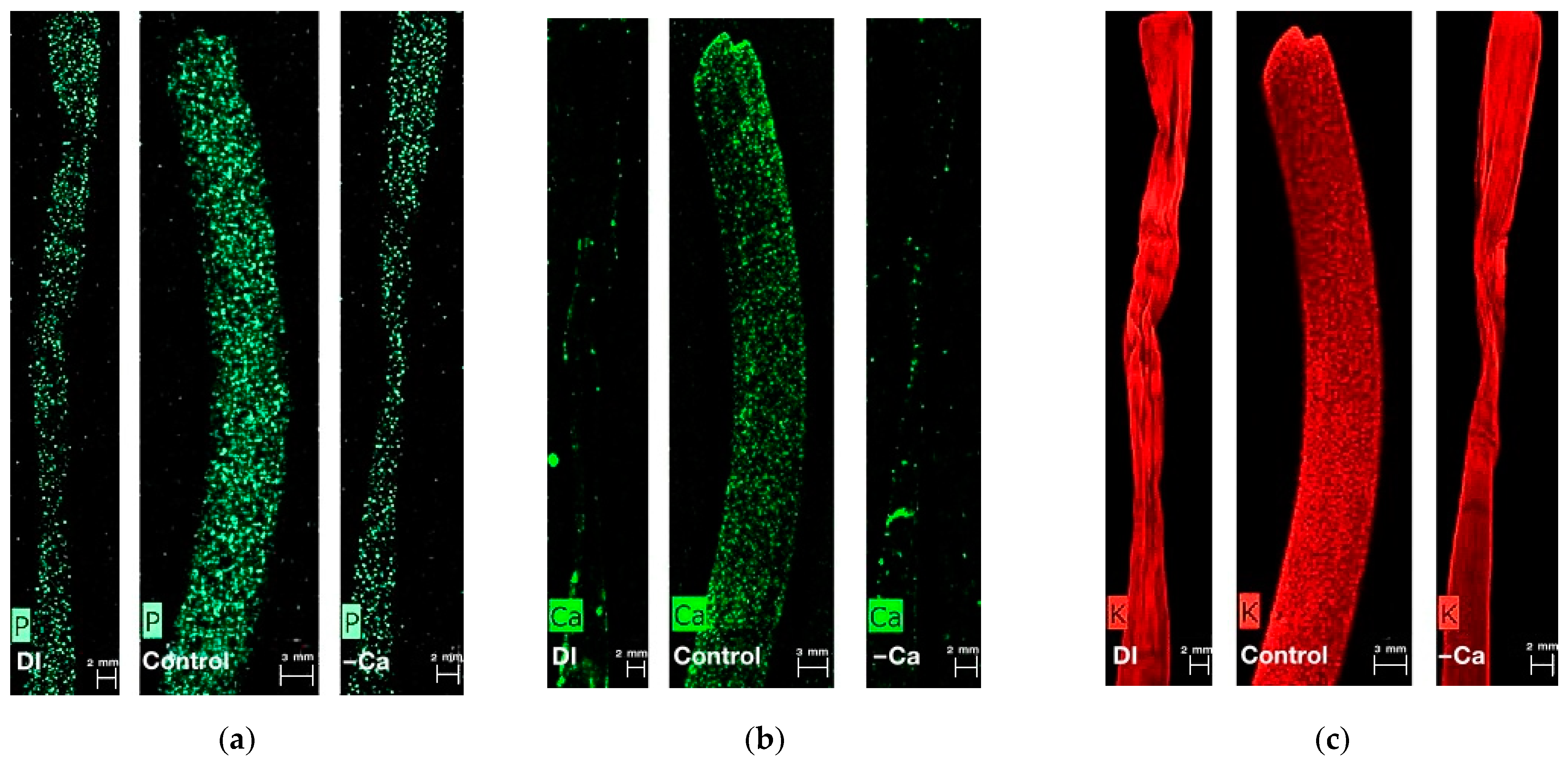 Horticulturae 10 00013 g003