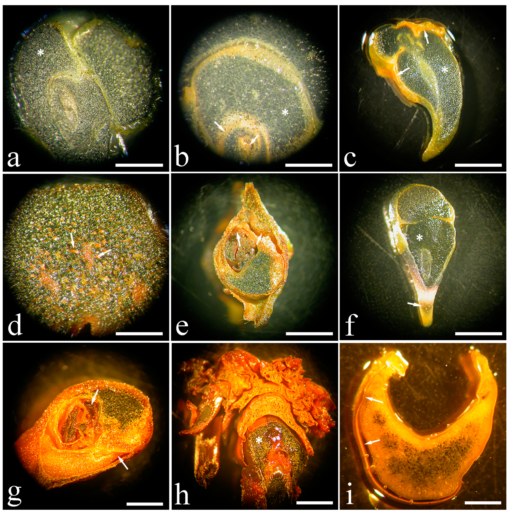 Horticulturae 10 00017 g002