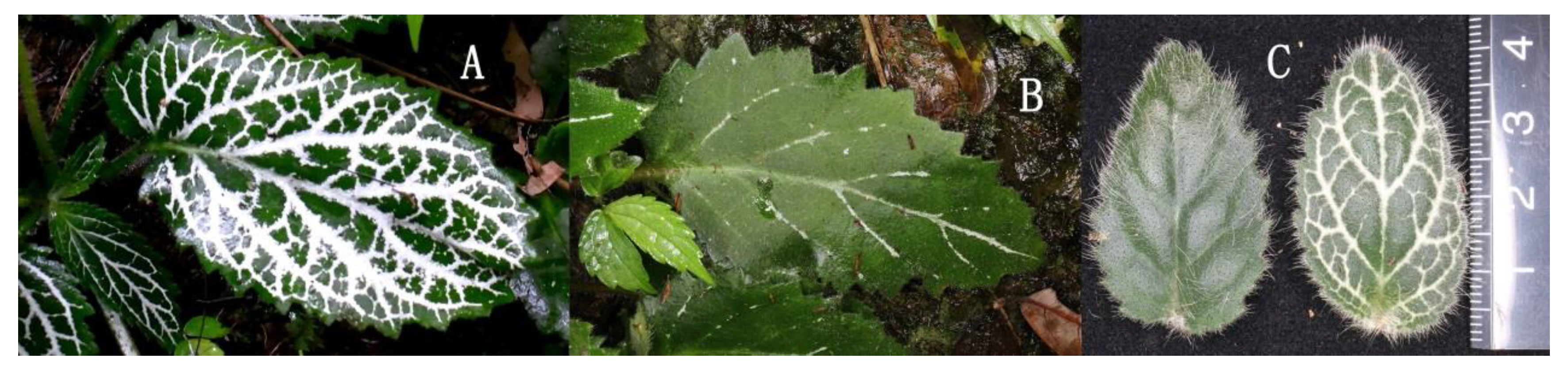 Horticulturae 10 00019 g001