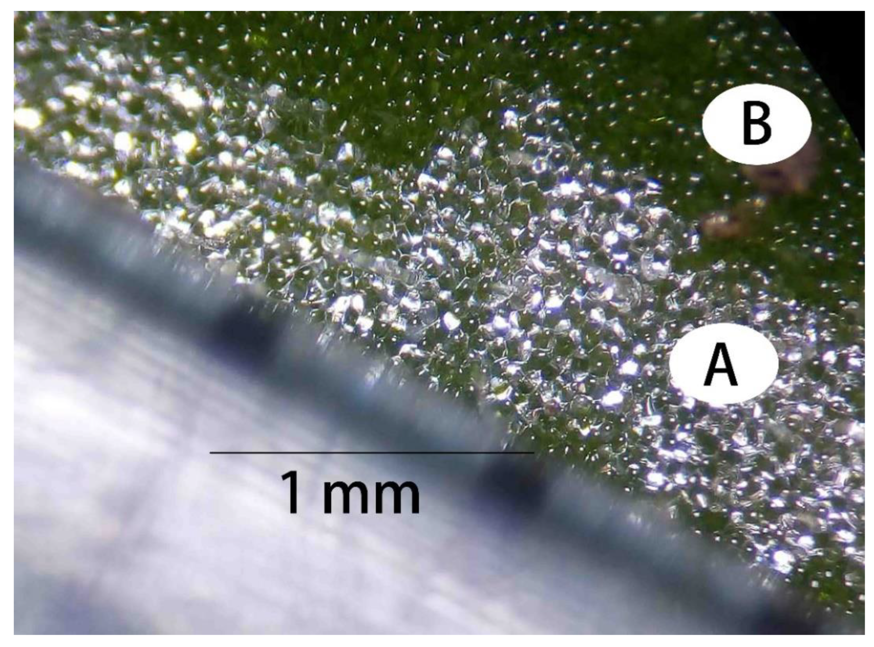 Horticulturae 10 00019 g010