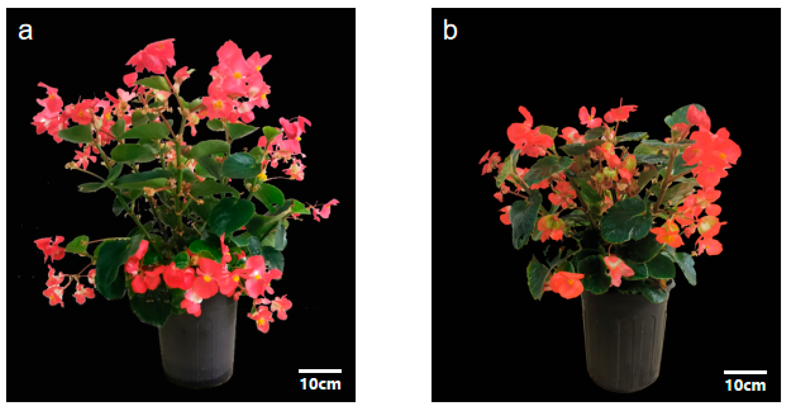 Horticulturae 10 00047 g003
