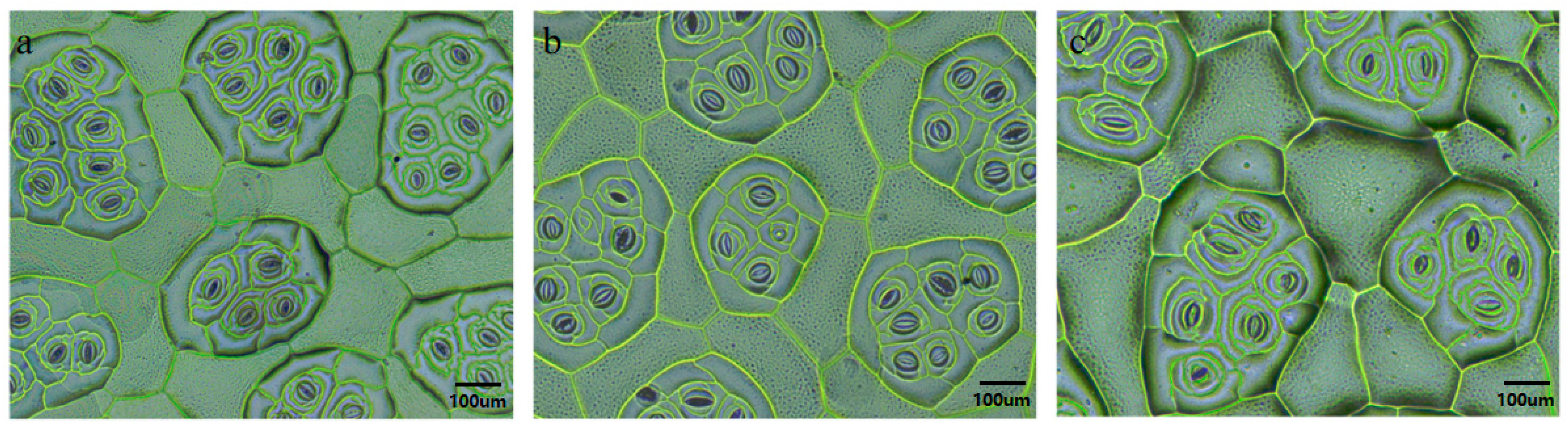 Horticulturae 10 00047 g005