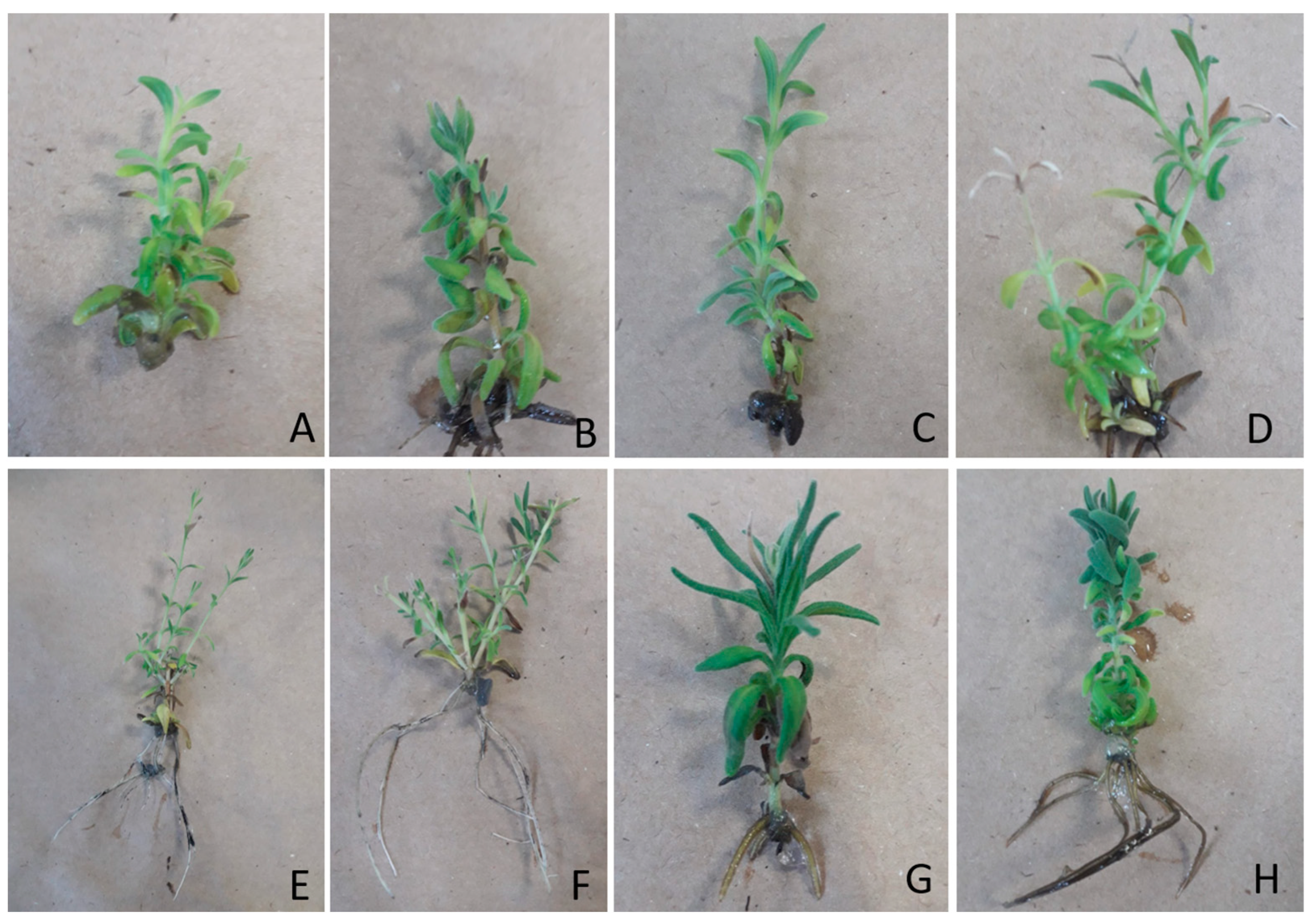 Horticulturae 10 00052 g006