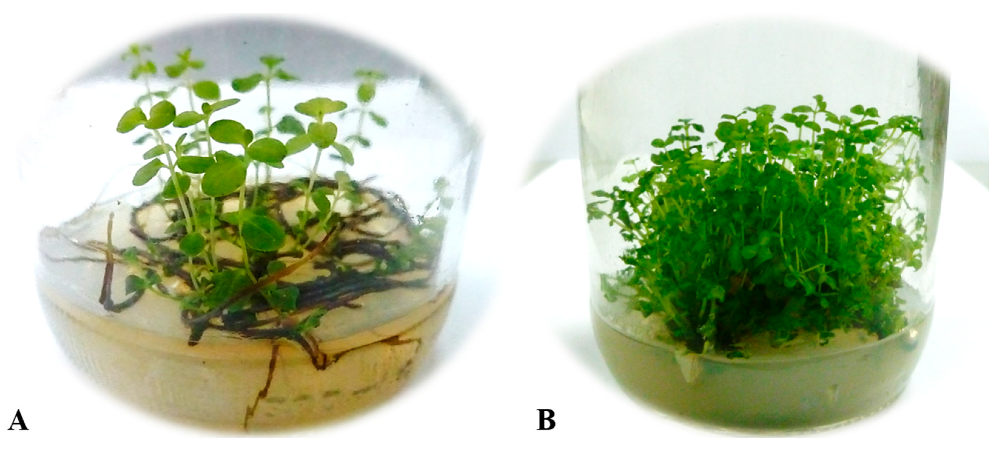 Horticulturae 10 00059 g001
