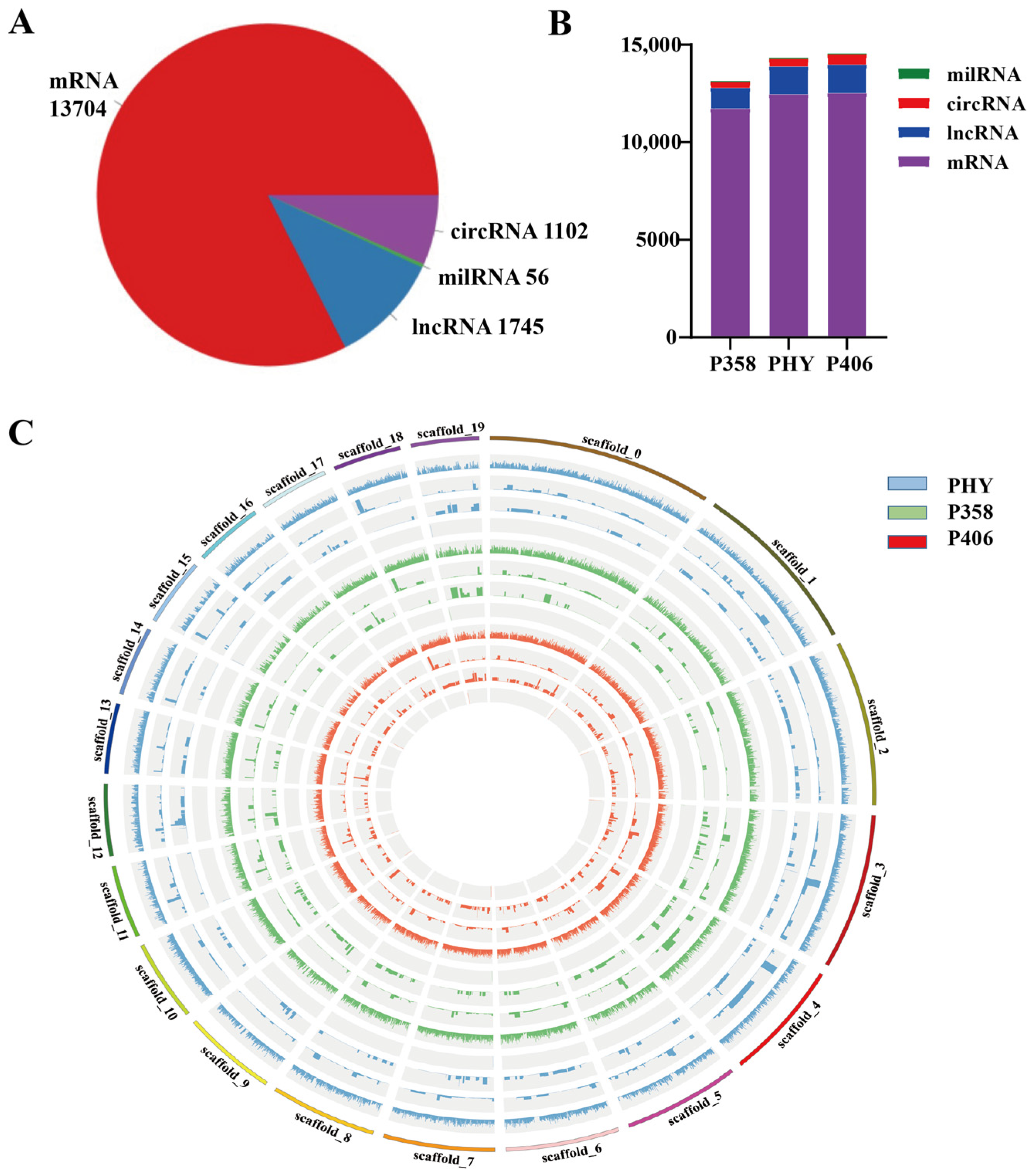 Whole-Transcriptome Sequencing Reveals That mRNA and ncRNA