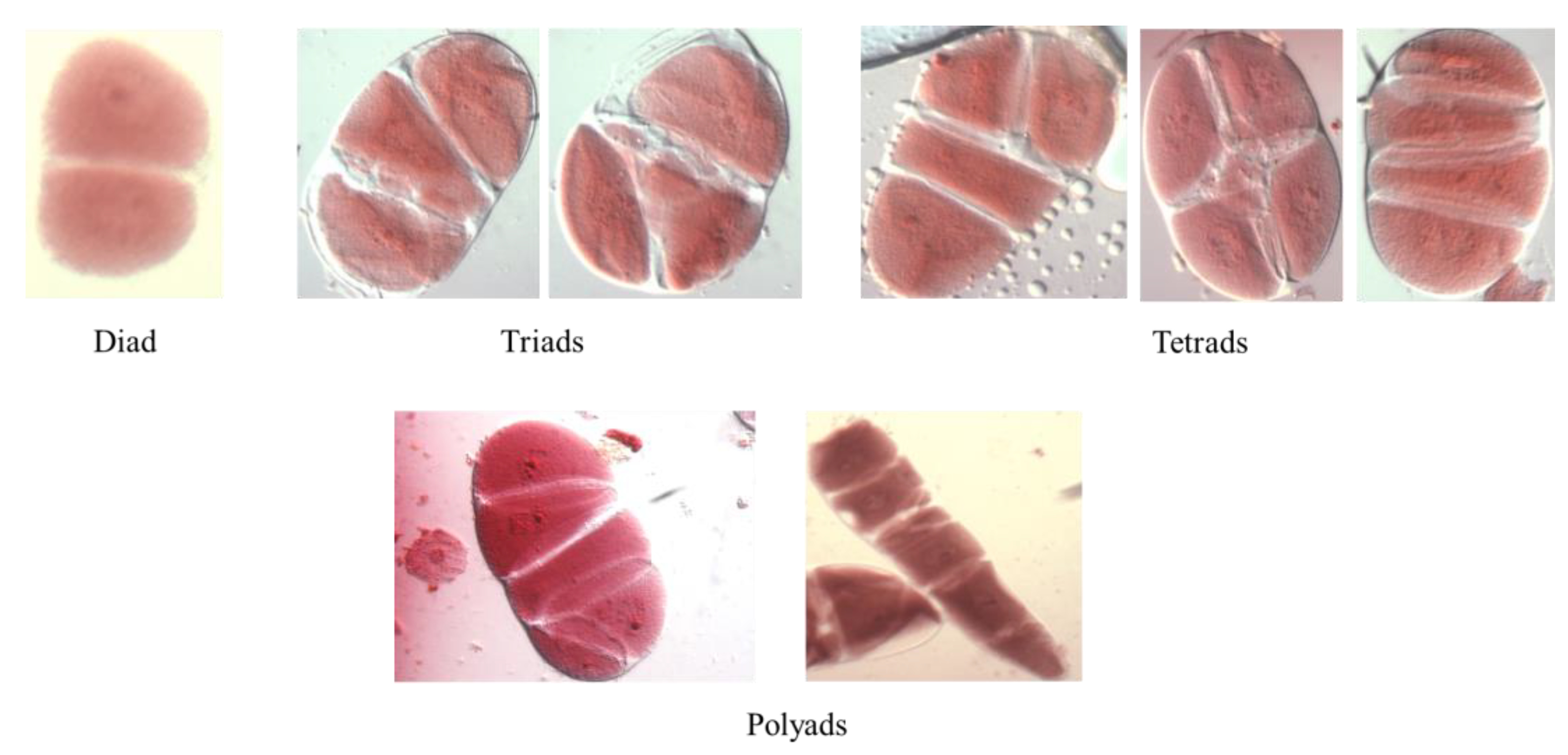 Horticulturae 10 00062 g001