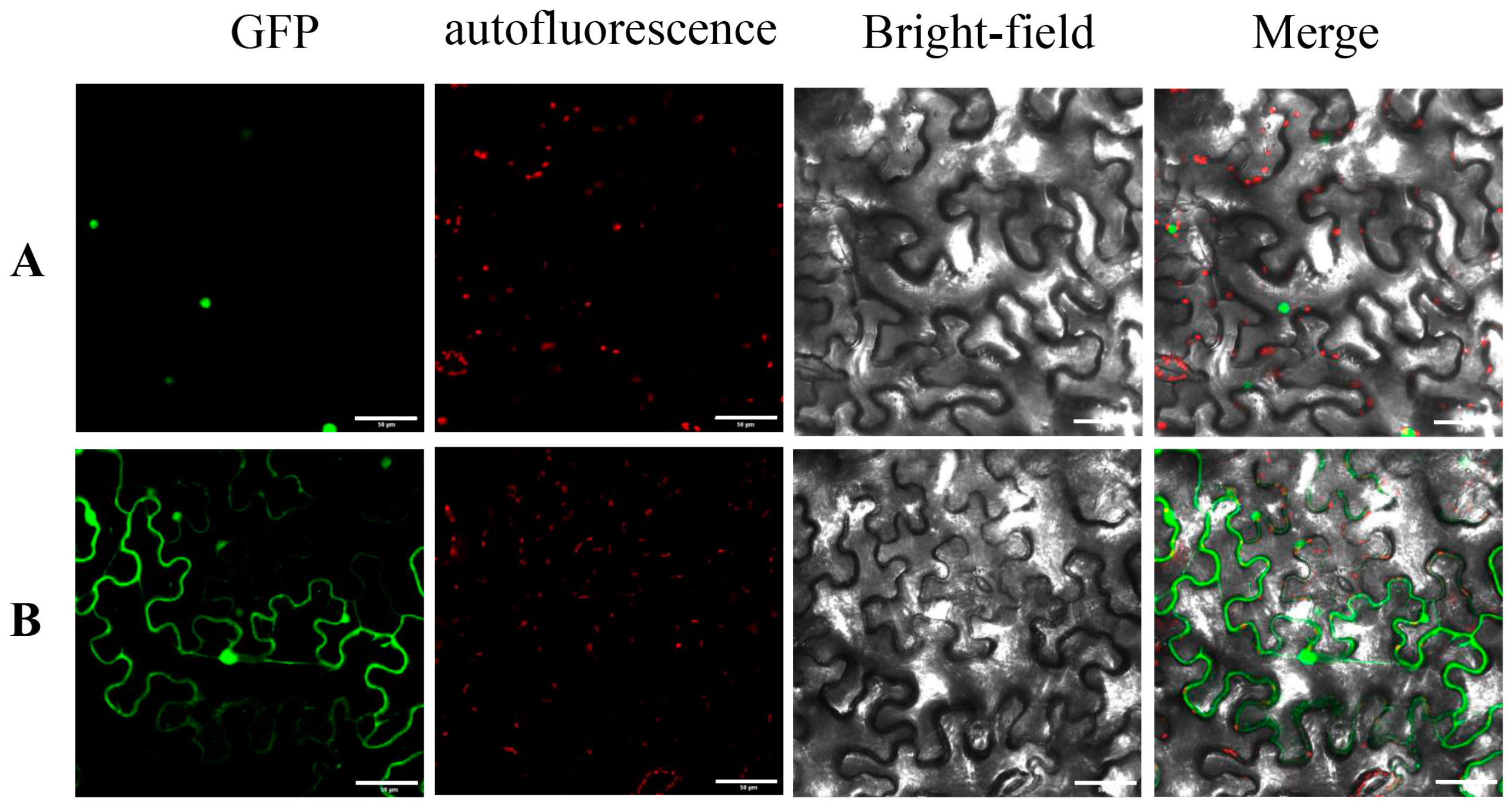 Horticulturae 10 00064 g004