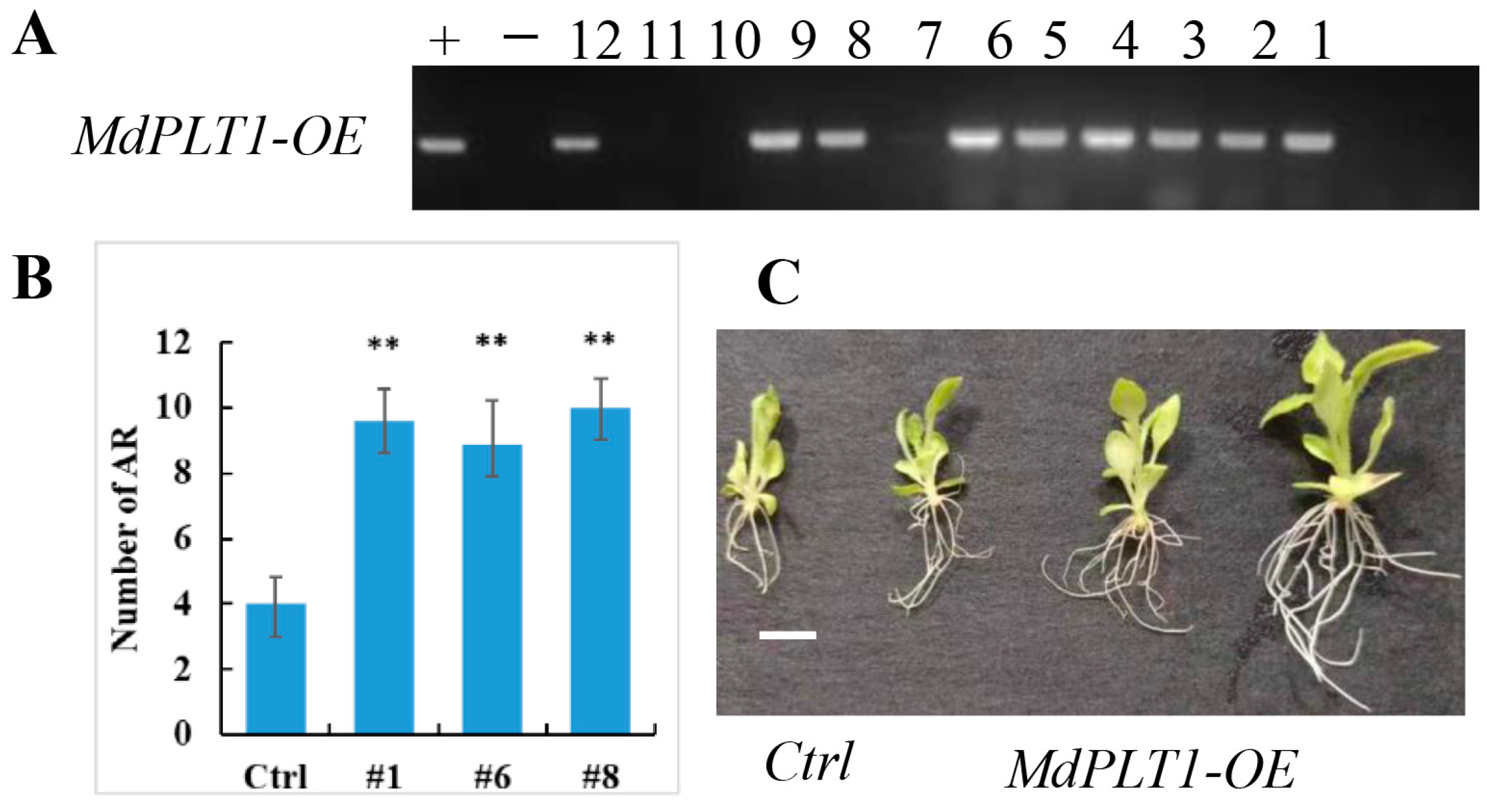 Horticulturae 10 00064 g005