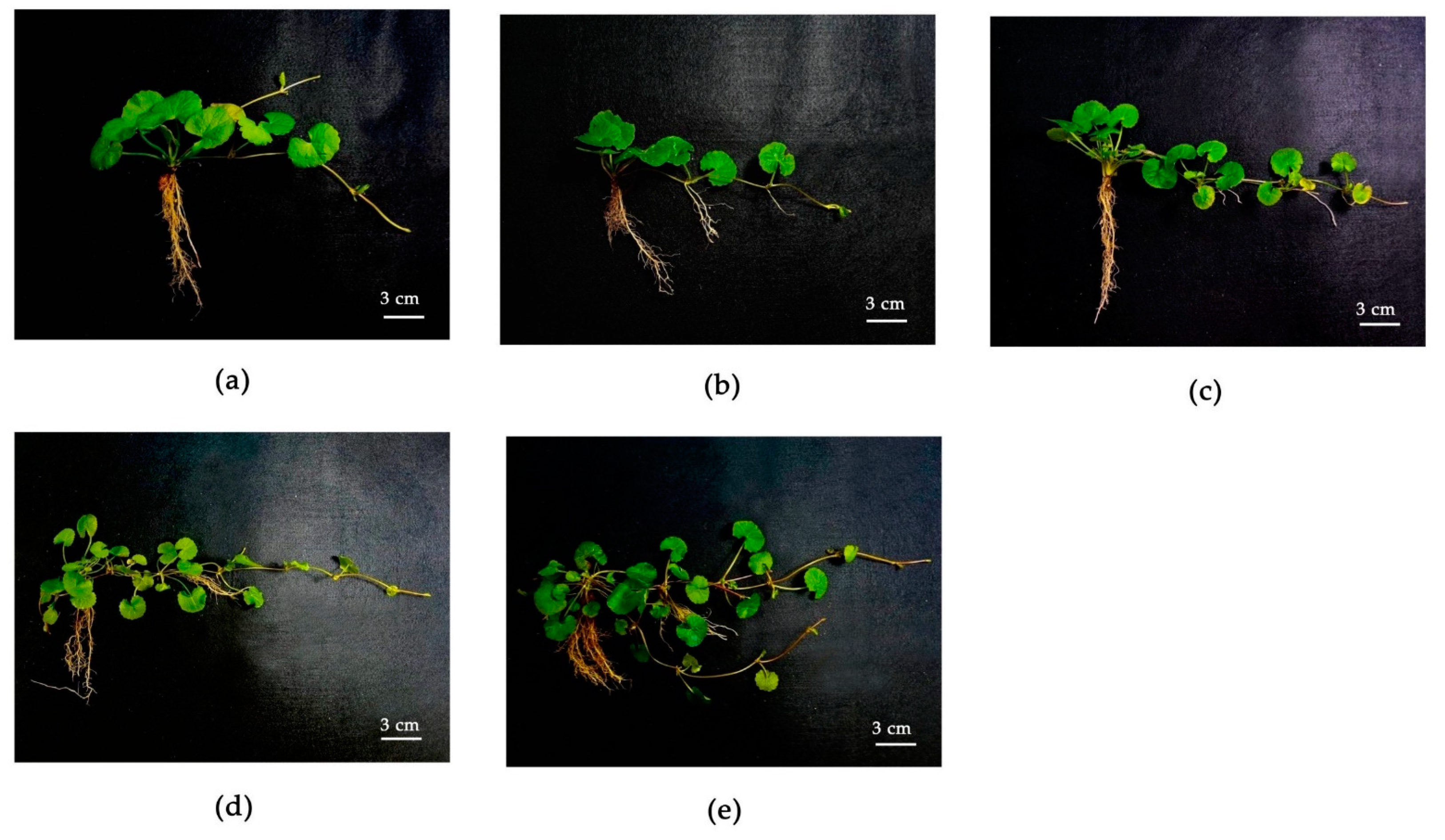Horticulturae 10 00071 g002