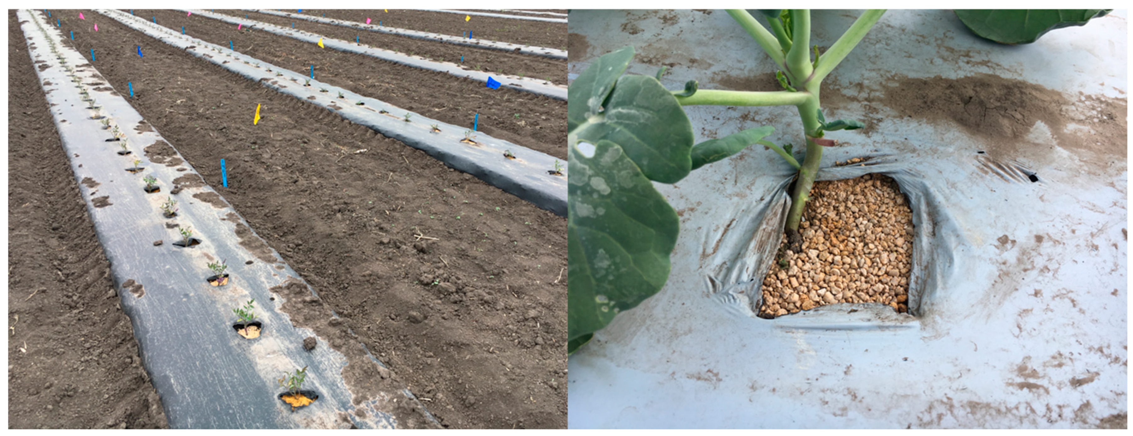 Horticulturae 10 00075 g001