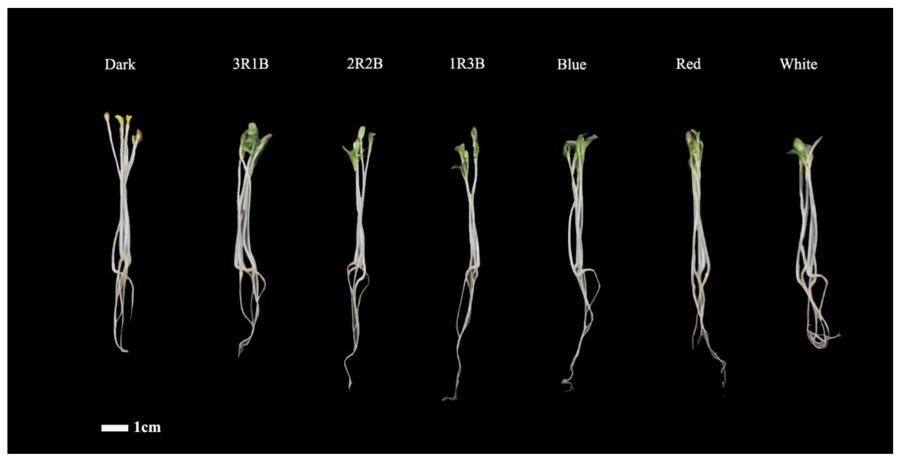 Horticulturae 10 00076 g001