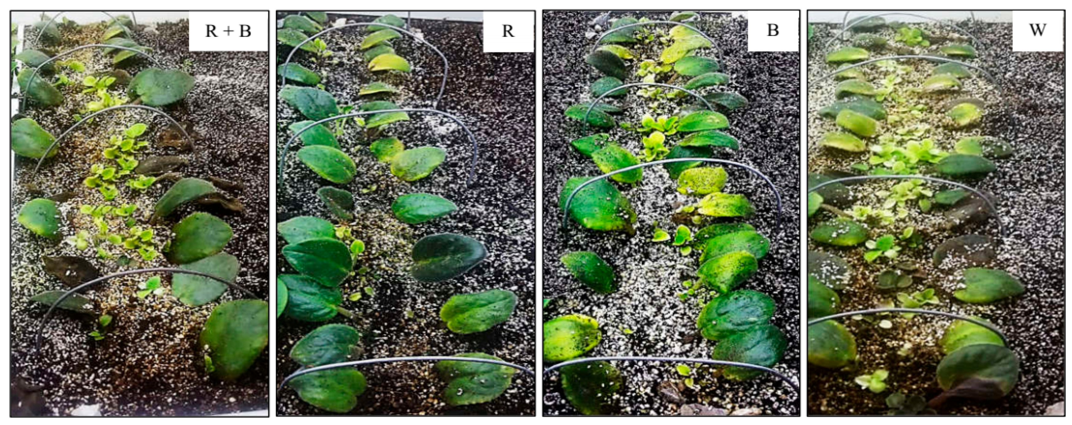 Horticulturae 10 00078 g003